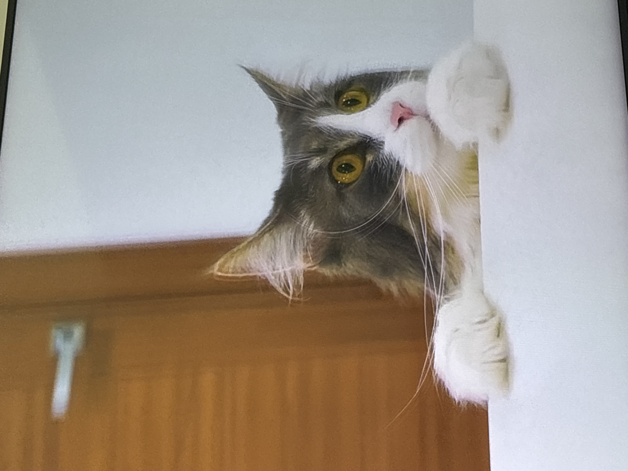 A long-haired grey and white cat with yellow eyes and a pink nose is peeking over a white surface. The cat's paws are resting on the white surface, and its head is tilted slightly to the left. The background is blurred and appears to be a room with a wooden door on the left side and a plain white wall on the right. The scene is indoors and does not provide any specific information about its location in Dubai, United Arab Emirates.