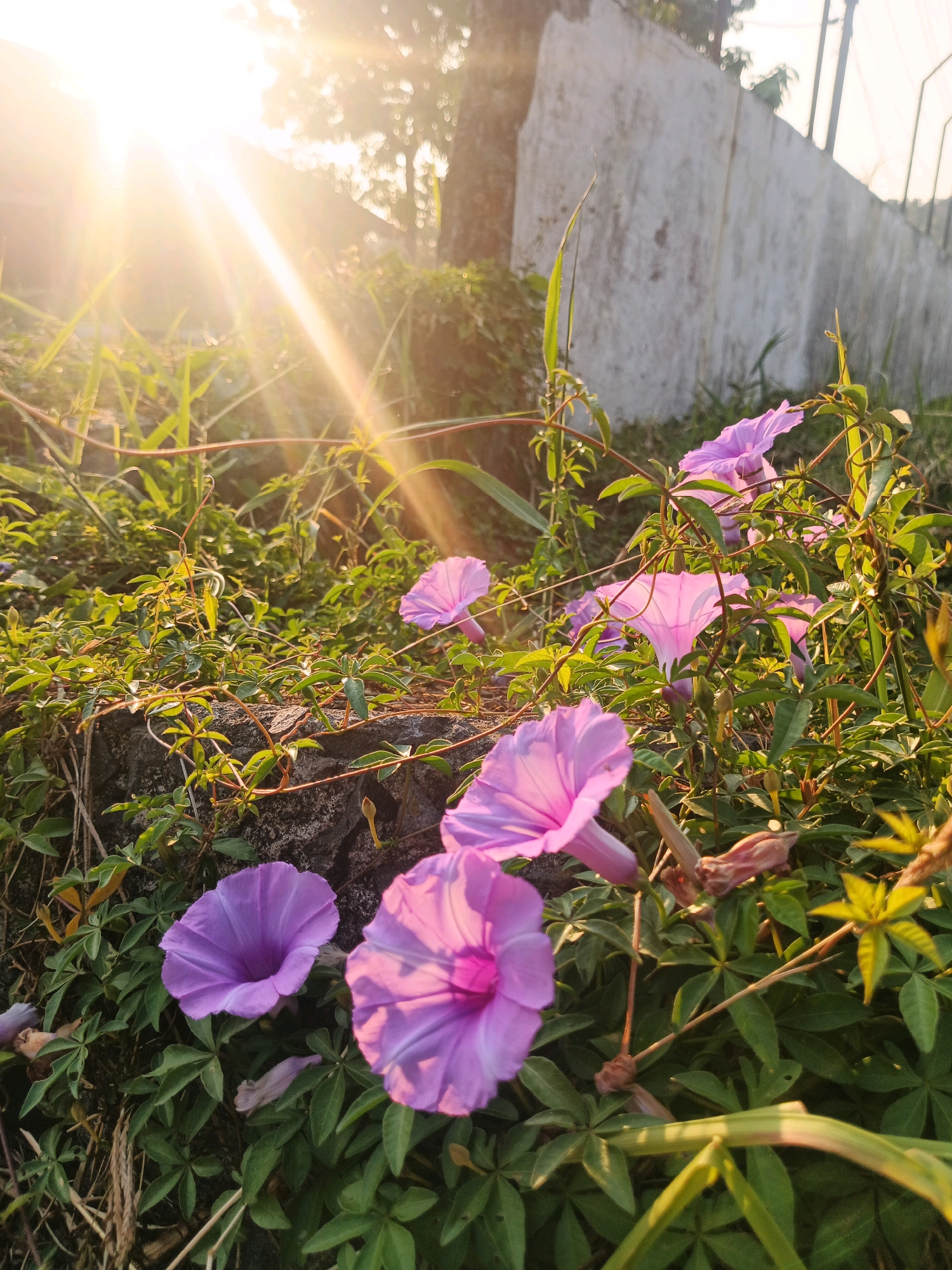 The image depicts a close-up view of several purple morning glory flowers blooming amongst lush green foliage. The flowers are in various stages of bloom, with some fully open and others still forming. The scene is illuminated by bright sunlight, which casts a warm glow and creates lens flares. In the background, a weathered concrete wall and a fence are visible, suggesting an outdoor urban or semi-urban setting. The overall impression is one of natural beauty set against a somewhat mundane backdrop, possibly a garden or a roadside area. No people or specific actions are discernible. The environment suggests a warm, possibly tropical climate given the presence of vibrant flowering plants. The image appears to have been taken in Bandung City, Indonesia, a location known for its pleasant climate and abundant natural scenery.