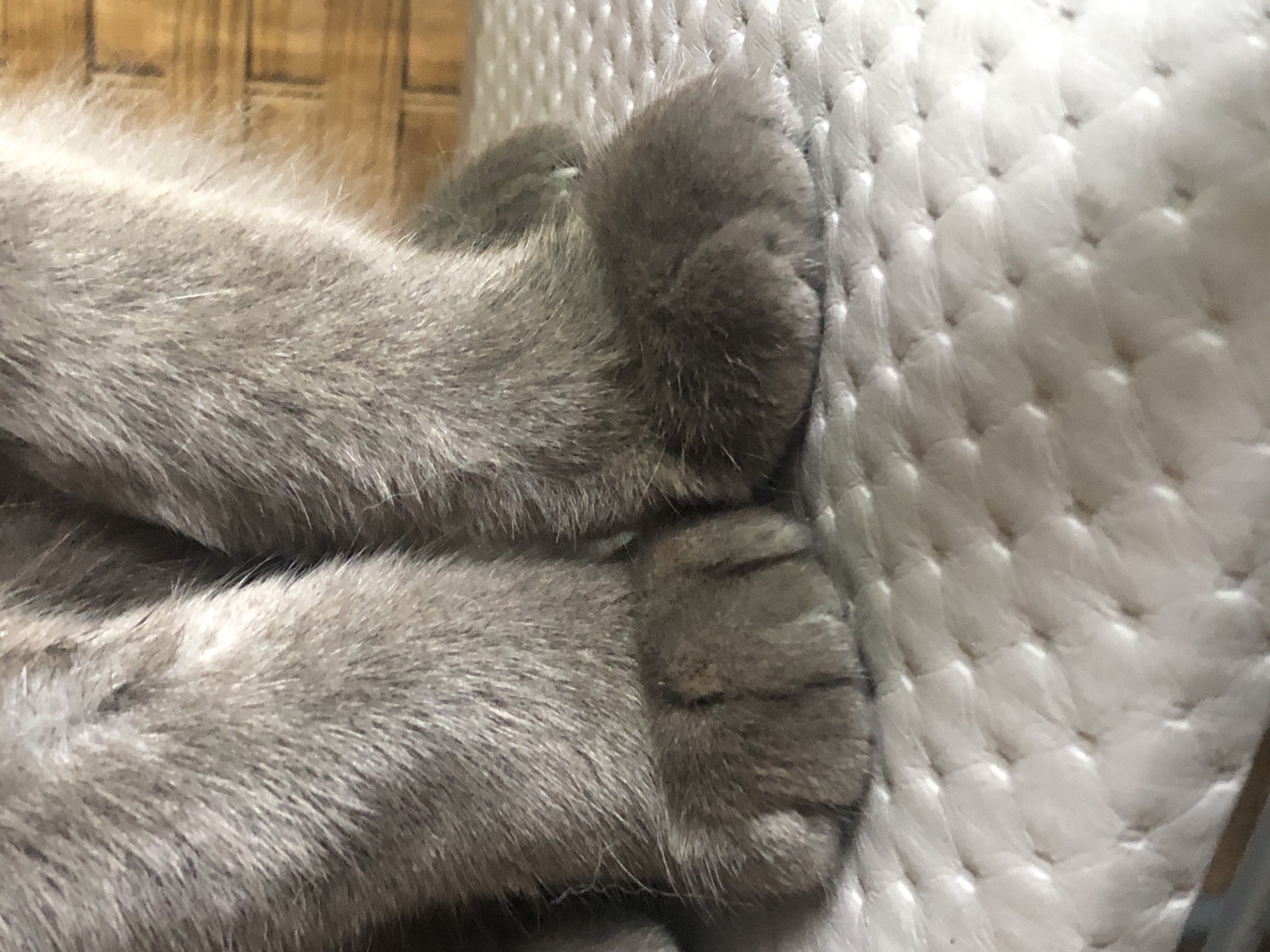 The image is a close-up shot of a pair of gray cat paws resting on a tufted, off-white surface. The fur on the paws is short and dense. The background consists of a blurred wooden surface with a woven texture. There are no people, or specific location information, including the city of Yelizovo, Russia, visible in the image.