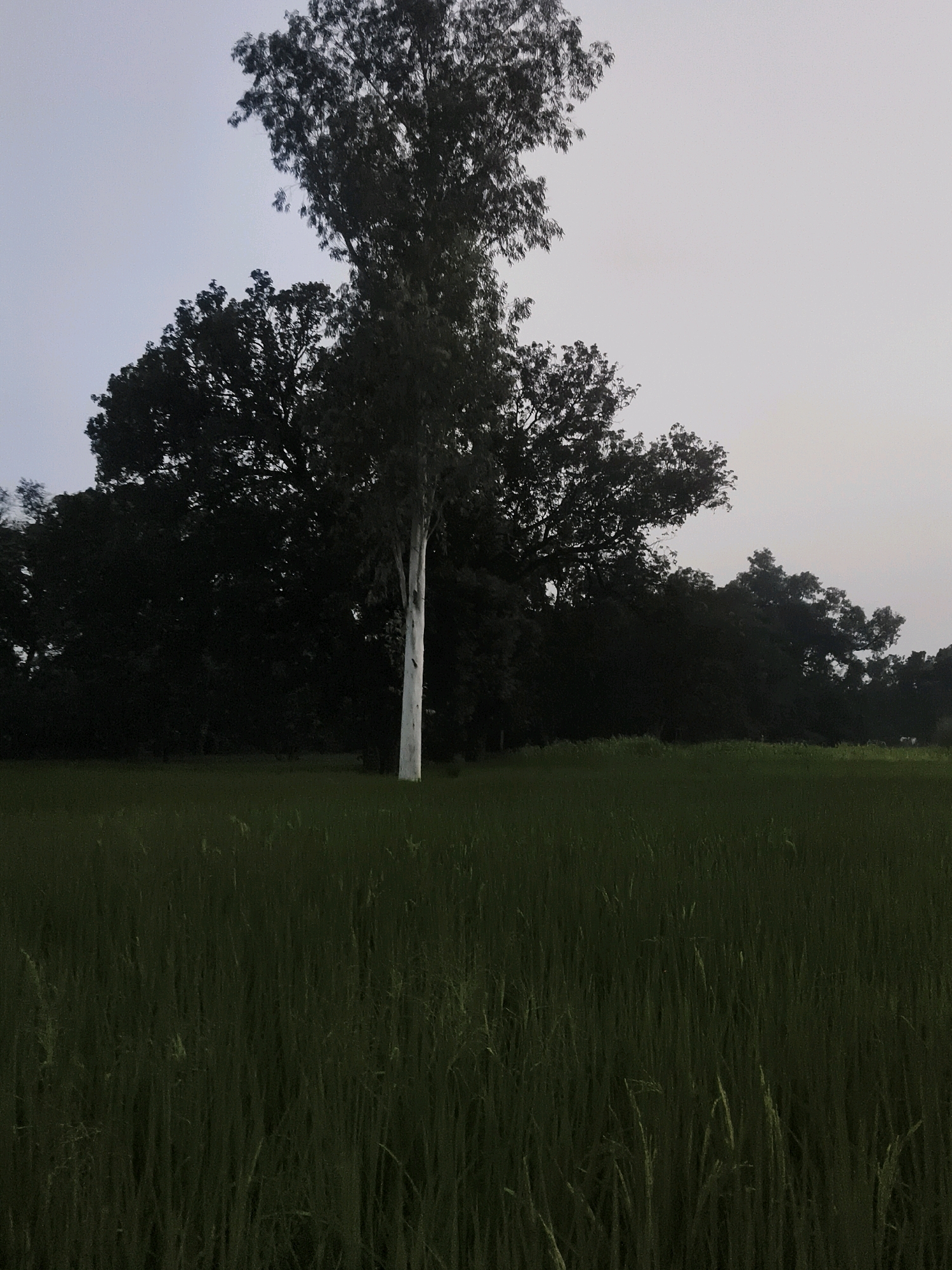 In Rajbaliya, India, a tall, pale tree stands out against a dense, dark forest in the background. The tree's trunk is stark white, with a few dark vertical marks. Its leaves are dark green and cluster at the top, reaching towards a light gray, overcast sky. In the foreground, a field of lush, green crops, possibly rice, stretches across the frame, appearing dense and somewhat uniform in texture. The overall lighting suggests an early morning or late evening time of day, with a diffused, hazy quality to the light. No people or animals are visible in the scene.