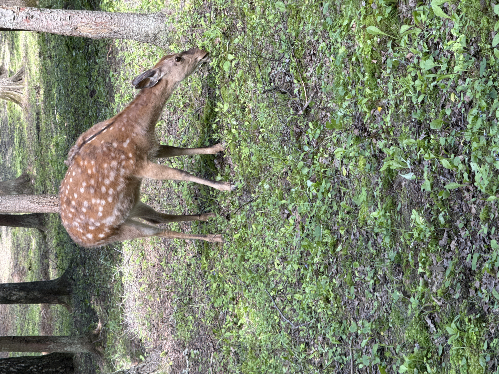 A spotted deer is standing in a grassy, wooded area. Tree trunks are visible to the left of the deer. The ground cover consists of a mix of green plants, brown leaves, and twigs. The location is in a forest, possibly in Peresvet, Russia.