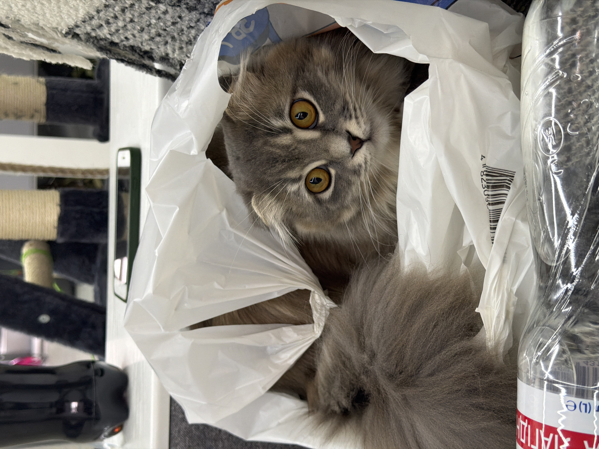 In Vovchynets, Ukraine, a medium-sized, long-haired cat with distinctive folded ears and large, amber eyes is peeking out of a white plastic bag. The cat's fur is a mix of grey and brown, with darker tabby markings on its face. Its fluffy tail is visible to the left of the bag. The bag appears to be a shopping bag, with some text and a barcode visible on its surface. In the background, out of focus, are elements that suggest an indoor domestic environment, possibly near a window, with a dark bottle and parts of a cat tree visible. A portion of a water bottle with a red and white label is in the foreground. The lighting suggests the photo was taken indoors during the day.