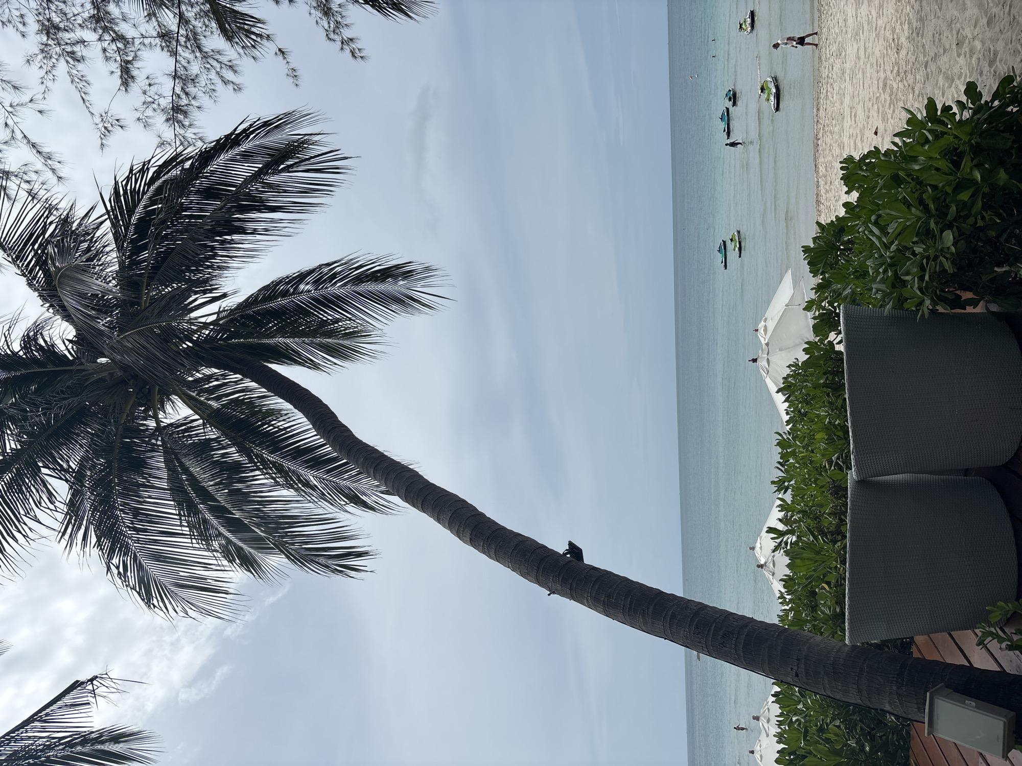 A tilted palm tree dominates the foreground of this scene, its trunk a textured column leaning towards the left. Its fronds create a dark canopy against a cloudy sky. In the mid-ground, a sandy beach meets the calm, turquoise ocean. Several white beach umbrellas are set up on the sand, and a person is walking along the shoreline. The water is dotted with numerous jet skis, some stationary and others in motion, with a few individuals visible in the water. The horizon is defined by the meeting of the sea and sky, with a light haze obscuring distant details. The setting appears to be a popular tourist spot in Baan Chaweng, Thailand, known for its beach activities and resorts.