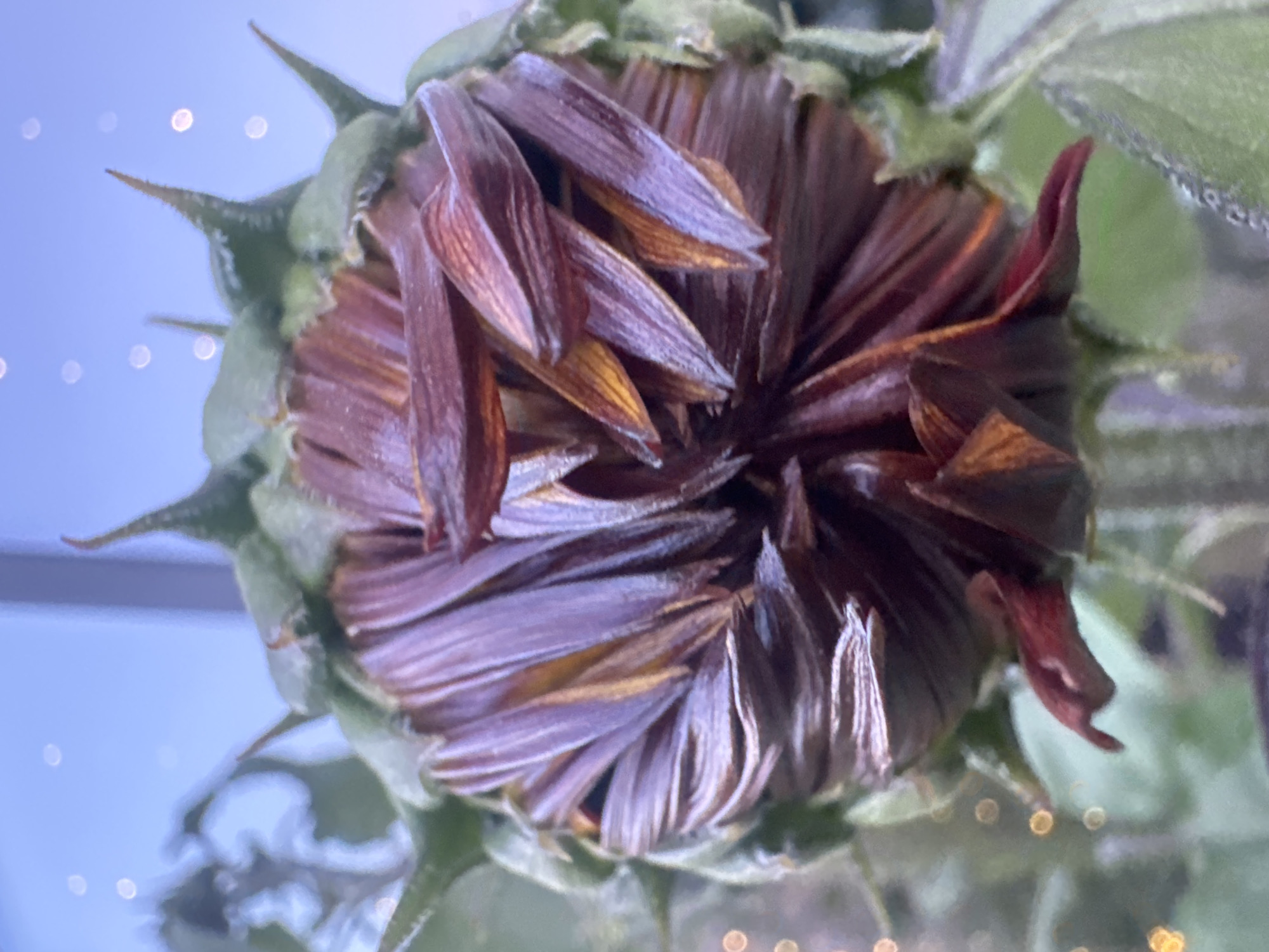 The image shows a close-up of a wilting sunflower. The petals are a deep reddish-brown and appear dry and curled. The green sepals at the base of the flower are spiky and slightly opened. The background is blurred, with a soft blue sky and some out-of-focus lights that resemble bokeh. There are no people or animals visible in the image. The scene appears to be indoors, possibly near a window, given the lighting. There is no information to suggest the location is Irkutsk, Russia.