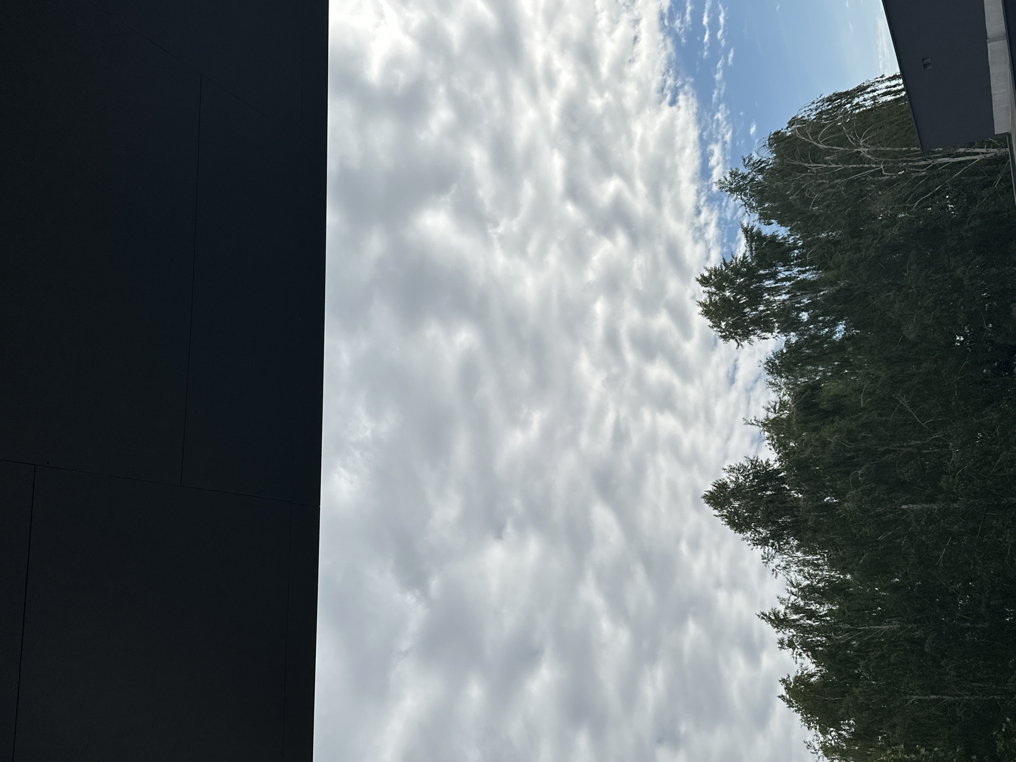 A low-angle, close-up shot captures the tops of deciduous trees against a cloudy sky. The trees, predominantly dark green, appear to be a mix of birch and other leafy varieties, with some exhibiting a wispy, weeping appearance. The sky is filled with a dense layer of altocumulus clouds, creating a textured, undulating pattern. A dark, modern building with a flat roof and dark gray siding is partially visible in the lower right corner. The scene suggests an outdoor environment in an urban or suburban setting.
