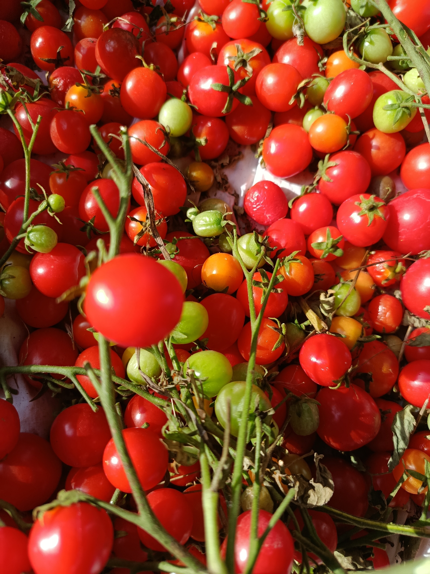 A close-up, overhead shot shows a pile of ripe cherry tomatoes, some with small green tomatoes interspersed. The tomatoes are predominantly red, with a few exhibiting shades of orange. They are clustered together, with some still attached to their green stems and vines. The lighting suggests an outdoor setting, possibly a garden or market stall. The image does not depict any people, actions, or specific environmental features that would indicate a precise location within the city of Vereya, Russia.
