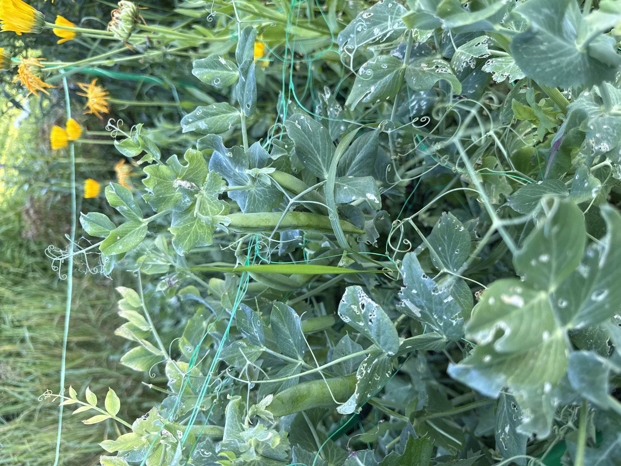 In a garden in Russko-Vysotskoe, Russia, a close-up shot captures a pea plant with several green pods. The plant is supported by a green mesh netting, and its leaves show signs of damage, with numerous small holes and whitish spots. In the background, out-of-focus yellow flowers and green foliage are visible. The lighting suggests it is daytime.