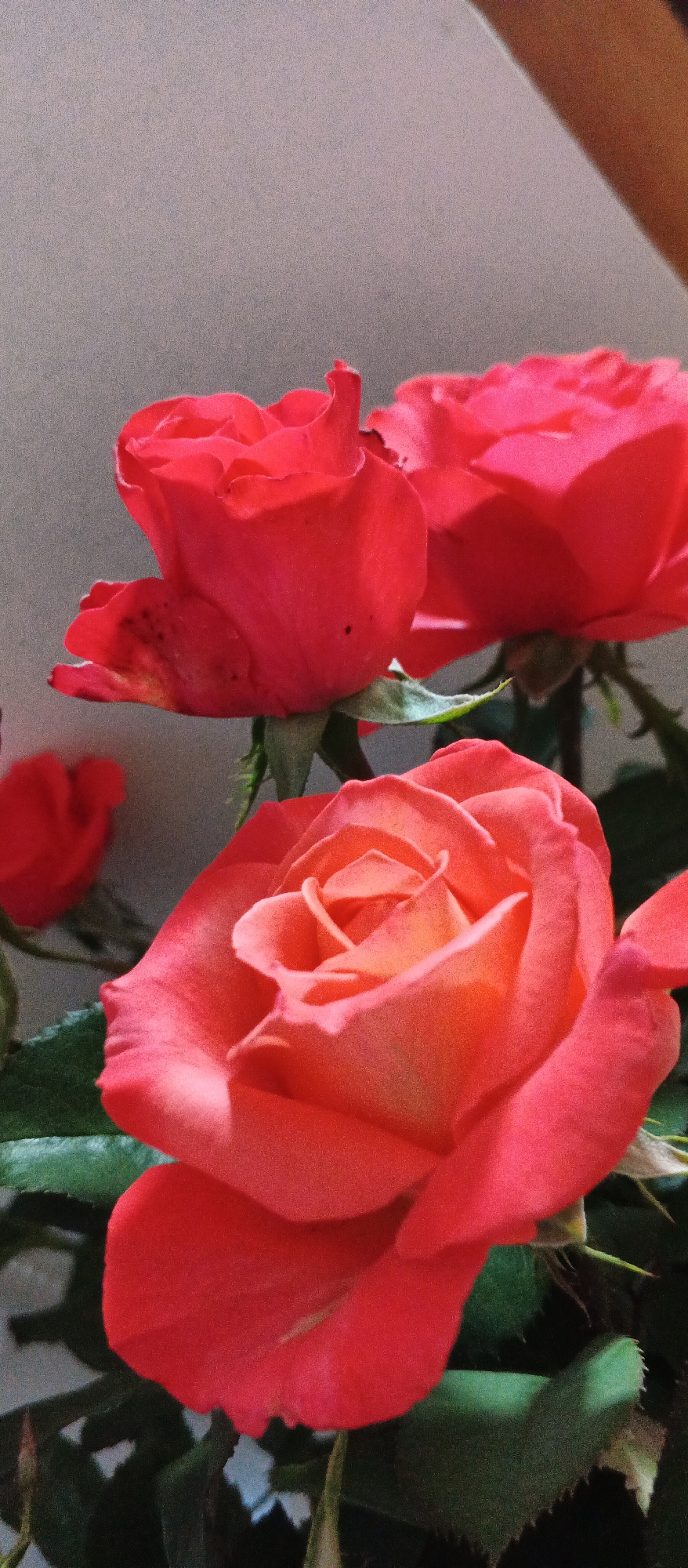 The image displays a close-up of several roses, predominantly in shades of red and coral. In the foreground, a large coral-colored rose is in full bloom, its petals unfurling to reveal a lighter, peachy center. Behind it, to the left, are two red roses, one partially obscured, showing its ruffled petals. To the far left and slightly out of focus, another red rose is visible. Dark green leaves and stems frame the flowers. The background is a plain, light gray, with a diagonal shadow or element of a different color, possibly brown, appearing in the upper right corner. The lighting is soft, highlighting the textures and delicate curves of the rose petals. This image was taken in Smila, Ukraine.