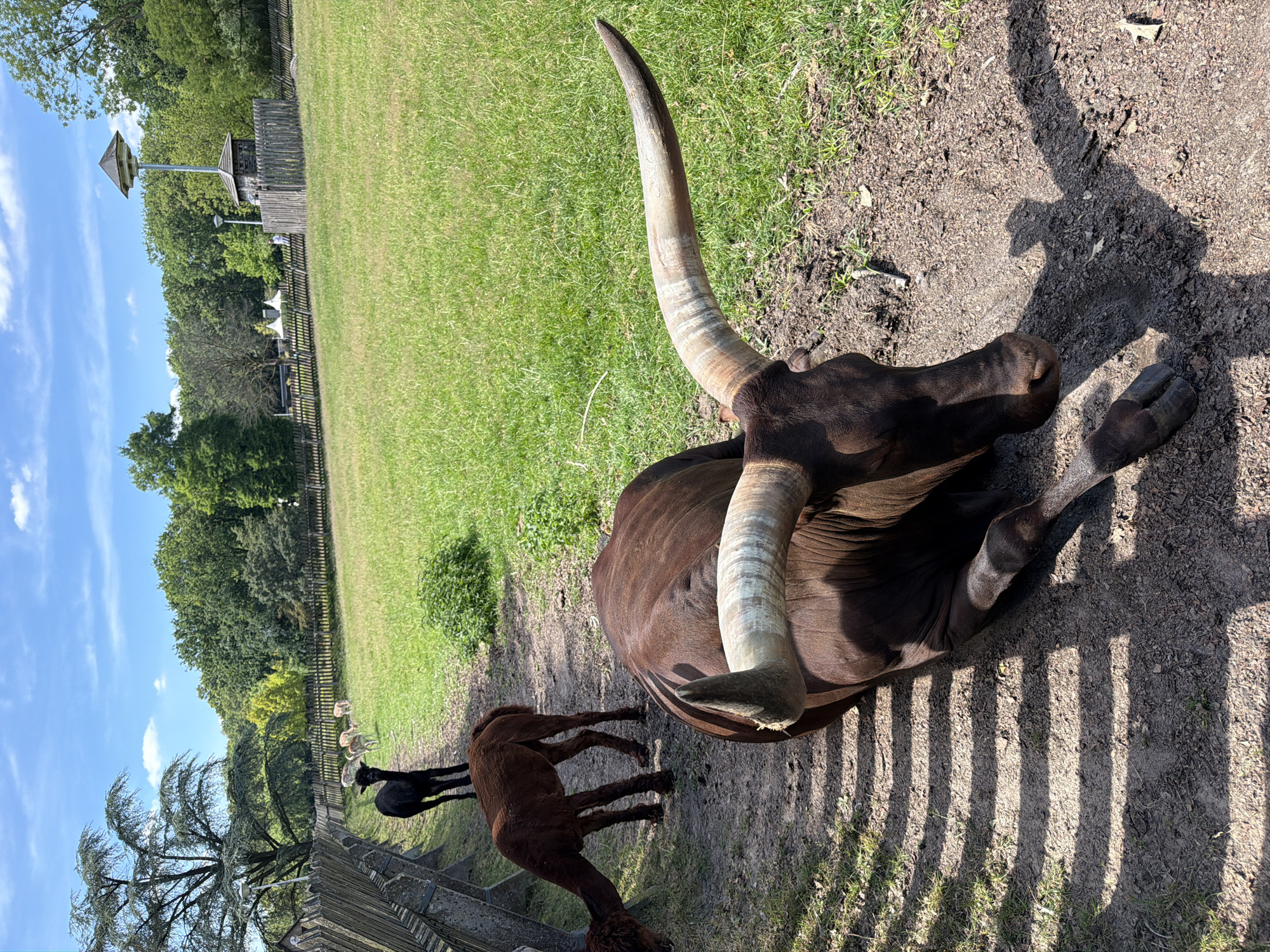 The image depicts a sunny day at an outdoor animal enclosure, likely a zoo or park, in Helmond, Netherlands. The primary subject is a large, dark brown Ankole-Watusi bull with impressive, long, curved horns, resting on a patch of dry dirt and grass. The bull is lying down, facing towards the right of the frame, with its head and front legs visible. Its muscular body is relaxed, suggesting a peaceful moment.
In the background, a grassy field stretches out, bordered by a wooden fence. Beyond the fence, several alpacas are visible, including a black alpaca and a reddish-brown alpaca, walking or standing in the green pasture. The alpacas appear to be grazing or interacting with each other. Further in the distance, a line of trees provides a natural backdrop, and a wooden structure, possibly part of an exhibit or animal housing, is seen with a birdhouse-like element on a tall pole. The sky is a bright blue with scattered white clouds, indicating fair weather and likely mid-day. The lighting suggests the sun is high in the sky, casting distinct shadows from the bull and the fence onto the ground. The overall atmosphere is serene and pastoral, capturing a moment of calm in an animal sanctuary. There is no visible text in the image.