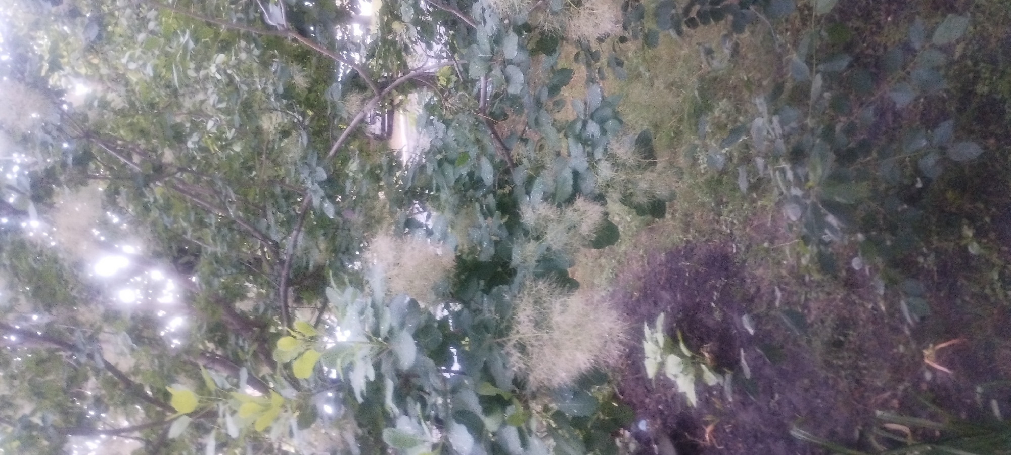 An outdoor scene shows a close-up of a tree with green leaves and feathery, light-colored flowers or seed pods. The background is blurred, showing more greenery and a hint of sunlight filtering through the branches. In the lower left quadrant, a patch of dark soil is visible, with a few plants growing from it. A faint, out-of-focus image of a car is visible in the distance through the branches. The overall impression is of a natural setting, possibly a garden or park, with the light suggesting it is daytime. The image is not specific to Zaporizhzhia, Ukraine, and lacks details to place it there.