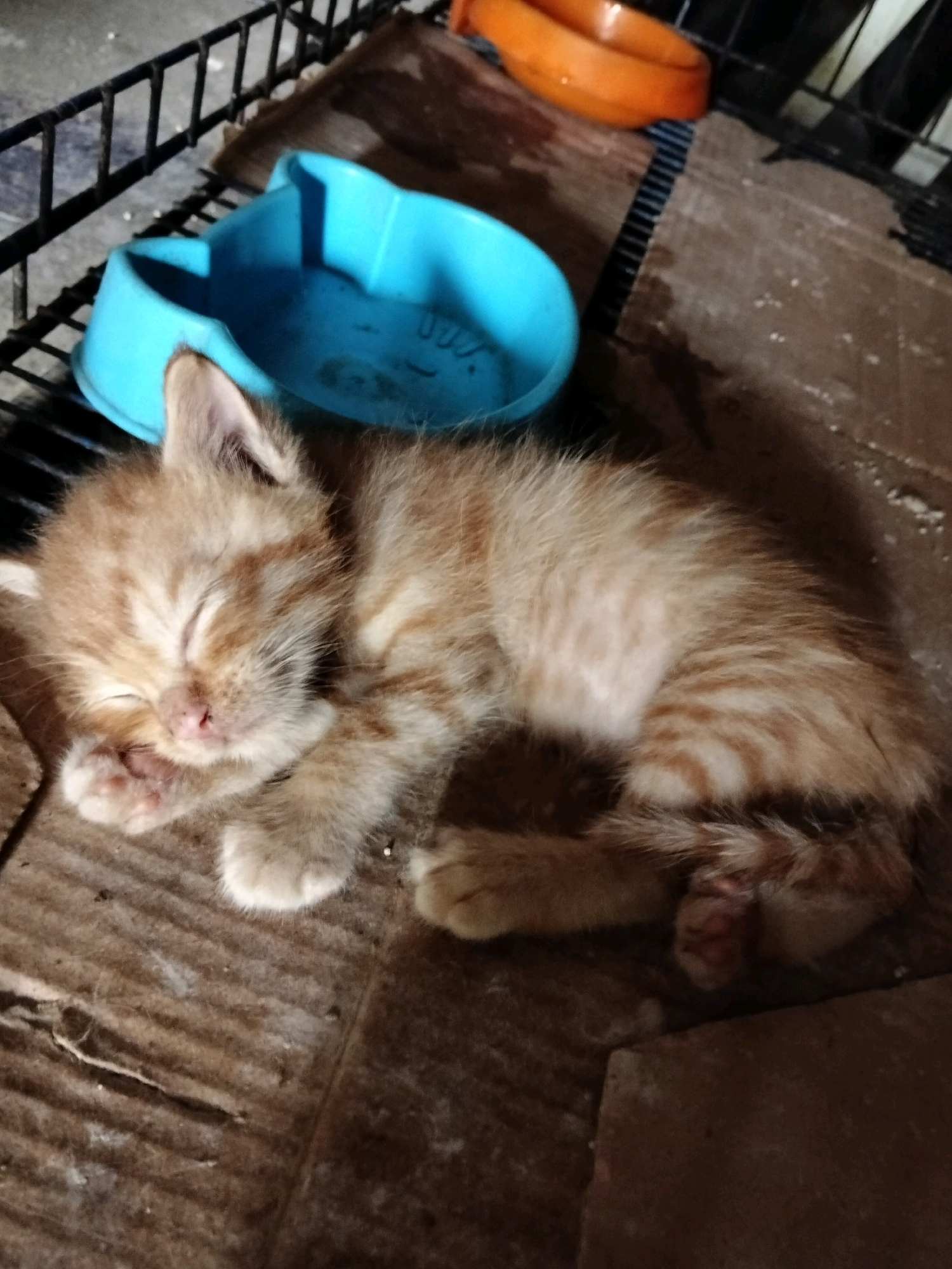 An orange tabby kitten sleeps curled up on a cardboard surface. The kitten is in the foreground, taking up most of the frame. To the left of the kitten is a blue plastic bowl, and behind that is a black metal cage. In the background, an orange plastic object is visible. The scene appears to be indoors, possibly in a sheltered or temporary environment, given the cardboard and cage. The lighting is dim, casting shadows. The overall impression is one of a young animal resting in a simple enclosure.