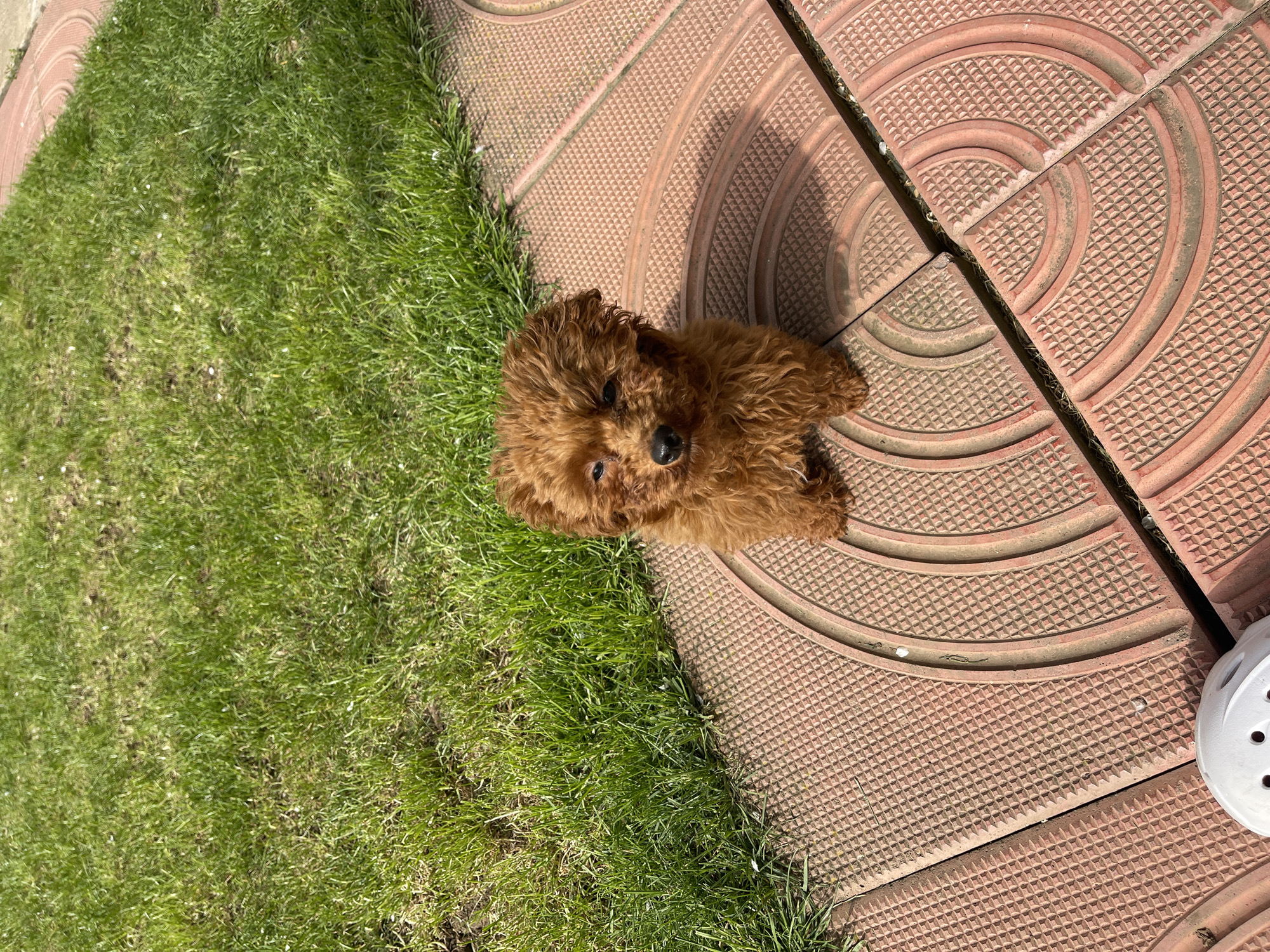 A small, brown, fluffy dog sits on a reddish-brown patterned paving stone adjacent to a patch of green grass. A white shoe is partially visible on the right edge of the paving stone. The scene is outdoors, possibly in Sofia, Bulgaria.