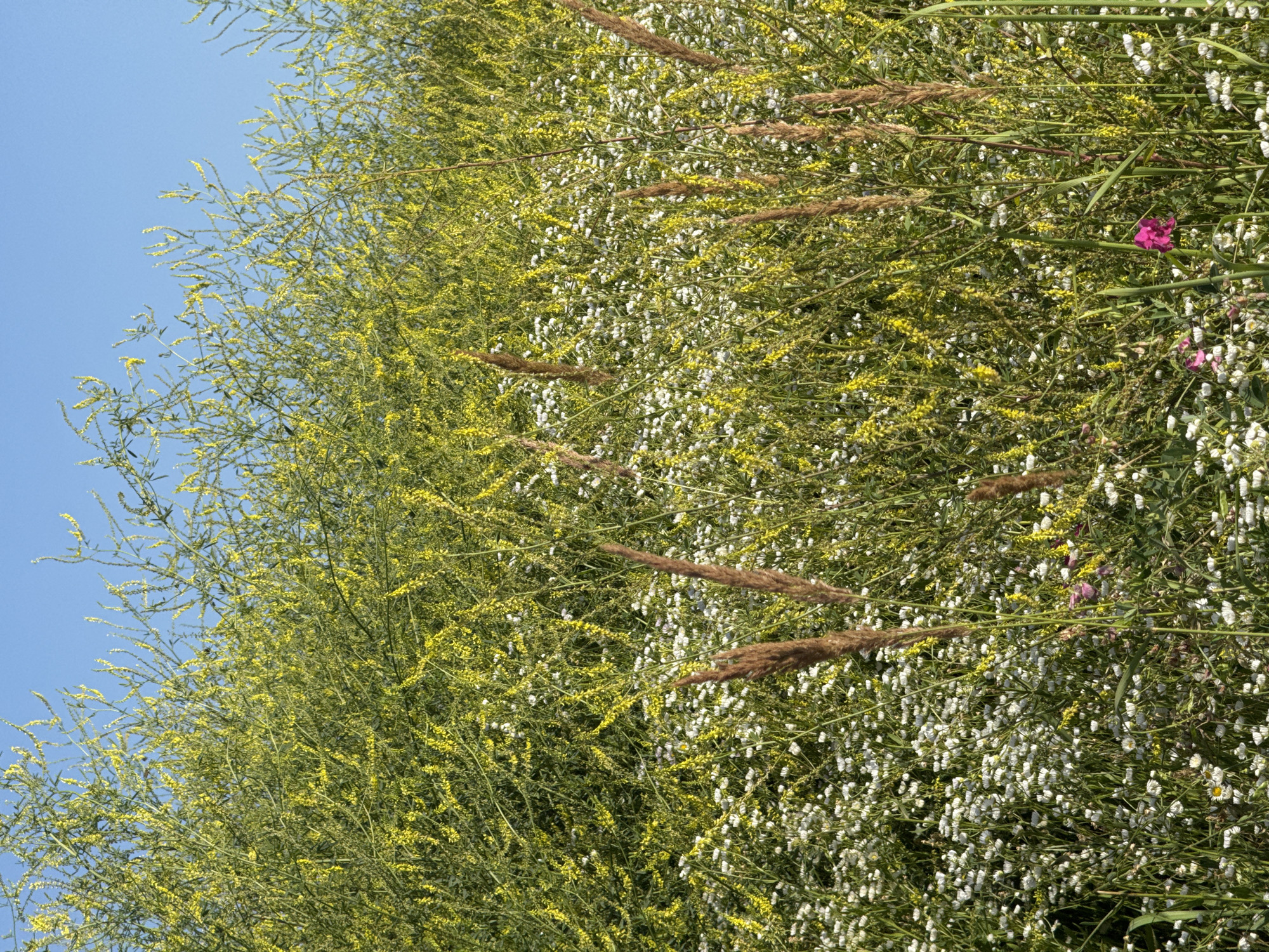 A sunny outdoor scene features a dense field of blooming yellow sweet clover and white daisies under a clear blue sky. Tall, dried grass stalks are interspersed throughout the lower and mid-sections of the image, adding texture and color variation. A few scattered pink flowers are visible among the white daisies. The image appears to depict a natural landscape, possibly in a rural or park setting within Mikhaylovsk, Russia, given its typical flora. No people or animals are present.