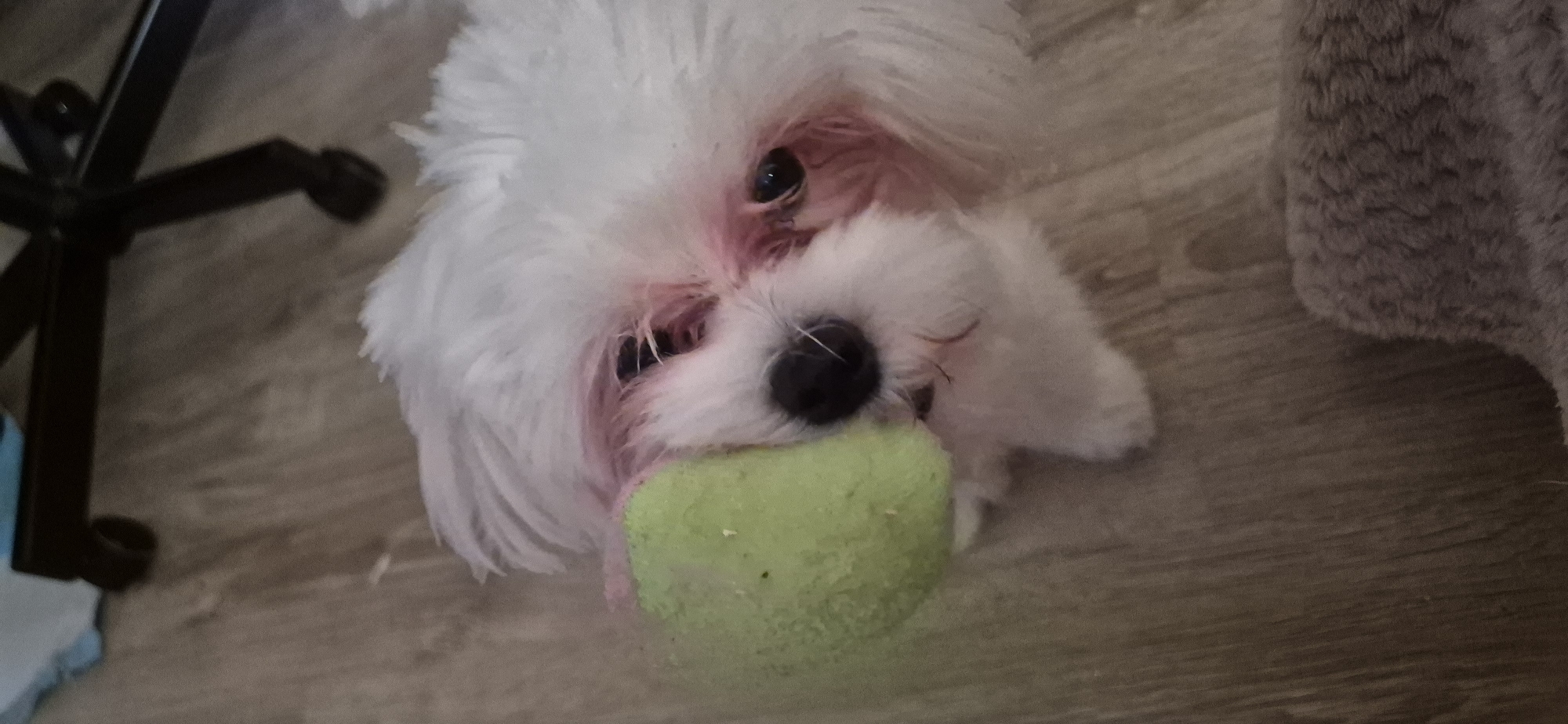 A close-up, eye-level, indoor shot features a white Maltese dog in the foreground, its face partially obscured by a textured, pale green ball held in its mouth. The dog has dark eyes and a black nose, with pinkish-red staining around its eyes. The background consists of a light brown wooden floor and what appears to be a dark metal chair base with wheels. A small portion of a dark gray rug is visible at the bottom right of the frame. The lighting is dim, suggesting it is likely daytime with indoor lighting or low ambient light. The setting is a residential interior. This image is not sufficiently detailed to determine its location within Mikhaylovsk, Russia, as no specific landmarks or identifying features are present.