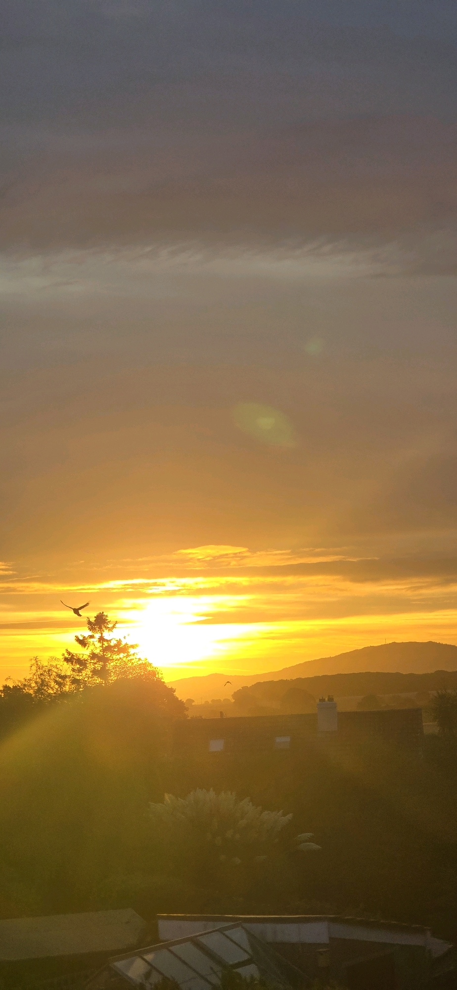 A vertical, full-frame shot captures a dramatic sunset over a rural landscape, likely in or near Bayston Hill, United Kingdom. The sky dominates the upper portion of the image, transitioning from a deep, dusky purple at the zenith to vibrant oranges and yellows closer to the horizon. Wispy, elongated clouds are present throughout the sky, catching the light of the setting sun.
The sun itself is a bright, concentrated source of light, positioned just above the horizon line, creating a powerful lens flare that extends diagonally across the scene. This intense light illuminates the landscape below, casting long shadows and creating a warm, golden glow.
In the mid-ground, a silhouetted evergreen tree stands prominently on the left, its branches reaching upwards. Two birds are captured in mid-flight, one above and to the left of the tree, and another smaller bird further in the distance. Beyond the tree, rolling hills form the distant horizon, softened by the atmospheric haze and the low angle of the sun.
The foreground features the rooftops of buildings. A house with a prominent white chimney is visible, with what appear to be rectangular windows. In the very bottom of the frame, parts of a greenhouse structure with glass panels are discernable. The lower part of the landscape is heavily shadowed and obscured by the intense backlight from the sunset, with hints of foliage and possibly another building. The overall impression is one of a peaceful, natural setting bathed in the warm, fading light of day.