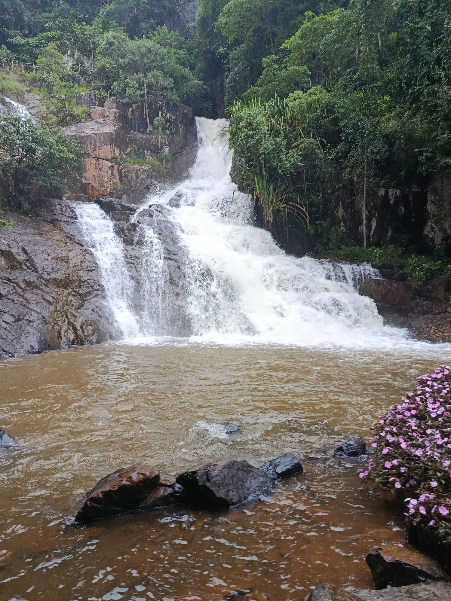 The image depicts a lush, multi-tiered waterfall cascading down a rocky incline surrounded by dense greenery. The water is a milky brown, suggesting sediment or minerals. At the base of the waterfall, rocks are visible, some submerged in the water and others on the bank. To the right of the foreground, a cluster of small, vibrant pink flowers adds a splash of color against the earthy tones of the rocks and water. In the background, a wooden fence can be seen along the top of the incline, hinting at a pathway or viewing area. The vegetation is thick and varied, with trees and various plants covering the rocky terrain. The scene is characteristic of the natural beauty found in and around Da Lat, Vietnam, a city known for its numerous waterfalls and verdant landscapes.