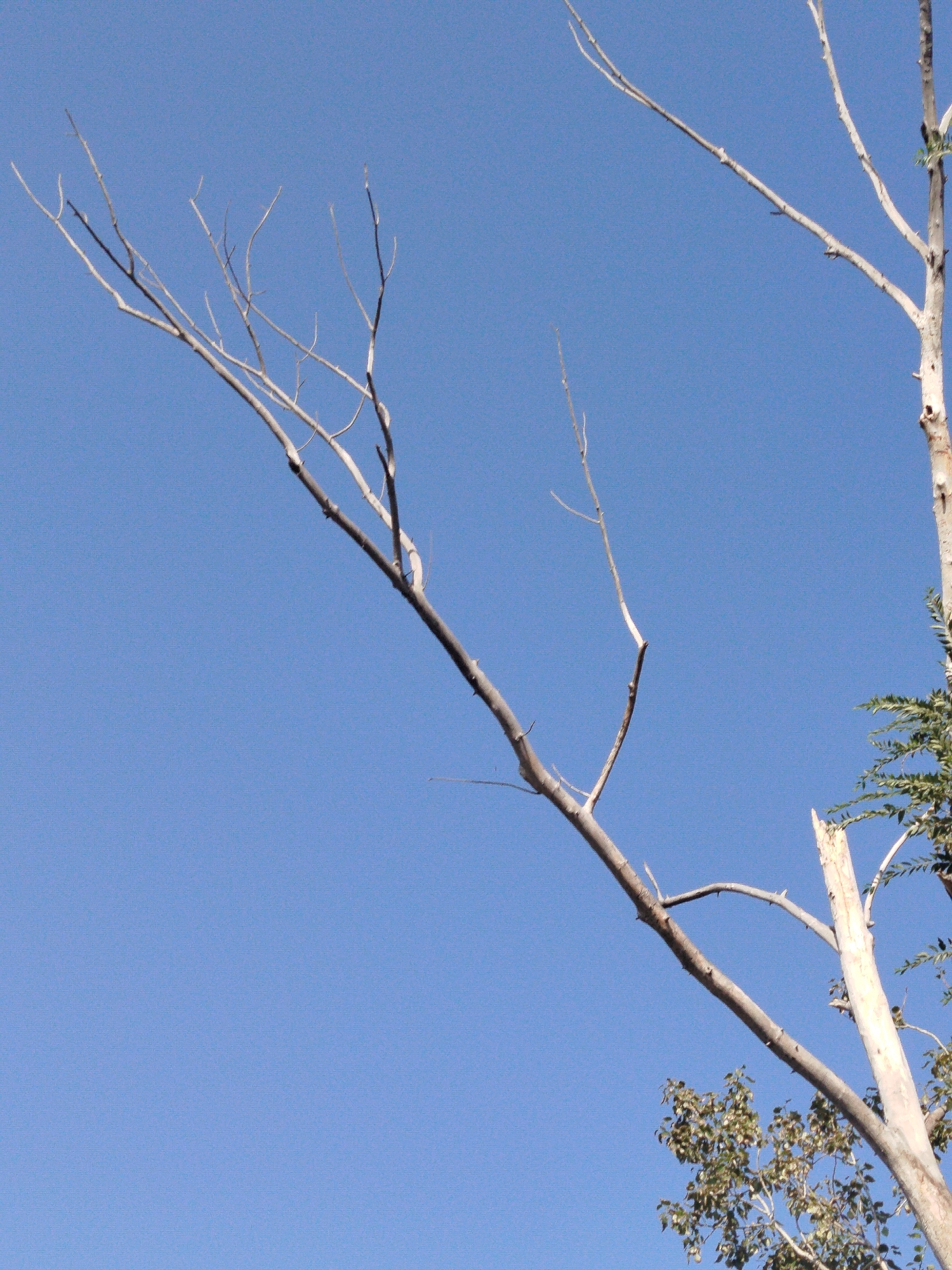 The image shows a clear blue sky with bare tree branches extending into the frame. The branches are thin and appear dry, with no leaves visible. The main branch in the foreground is thick and diagonally positioned, with several smaller branches branching off from it. There are also some lighter-colored, thinner branches in the background. In the lower right corner, a portion of a green tree with leaves is visible, contrasting with the bare branches. The scene is outdoors, under a bright sky. There are no people or animals in the image. The overall impression is one of natural elements against a simple, uncluttered background.