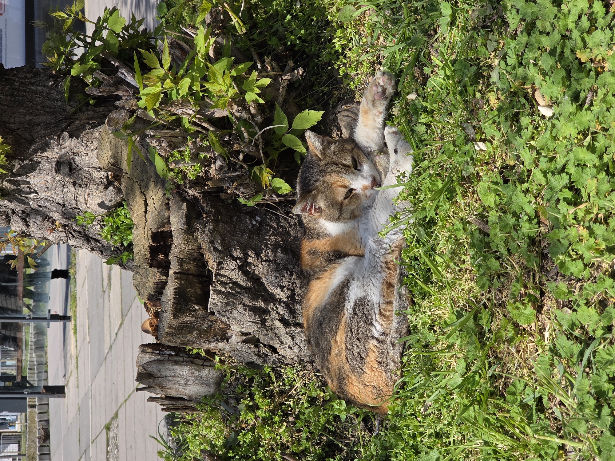 A tortoiseshell cat lies on its back in green grass and vegetation next to a tree stump. The cat is positioned partially against the stump with one paw extended upwards. The background includes a sidewalk, a glass structure and other buildings which indicate a city environment, presumably Varna, Bulgaria.
