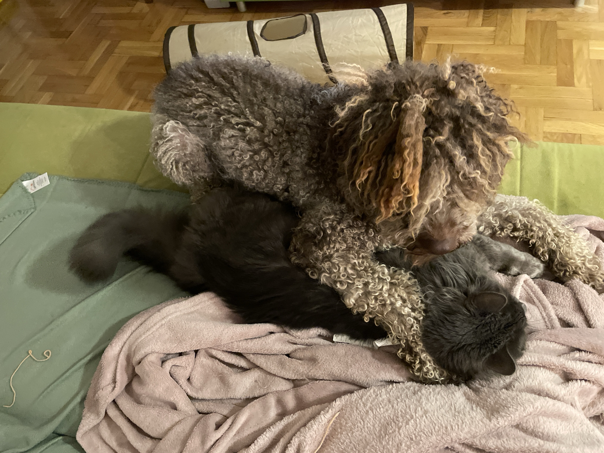 A Lagotto Romagnolo dog lies on top of a long-haired gray cat on a light pink blanket. The blanket is on a green couch. A cat tunnel is behind the dog. The location is implied to be in a home, perhaps in Boreti, Montenegro, although there is no specific evidence of this in the picture.