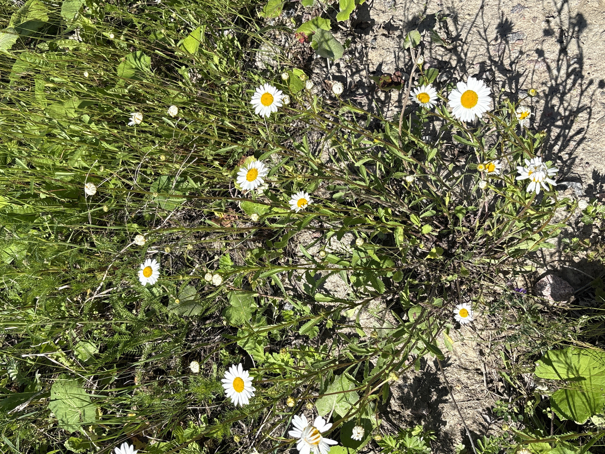 A close-up, eye-level shot shows a patch of daisies in a field of green grass. The daisies, with white petals and yellow centers, are scattered among the tall, thin blades of grass. Some of the flowers are in full bloom, while others are still buds. The ground beneath the flowers is a mixture of dry soil and scattered rocks. The sunlight casts shadows on the ground and illuminates the scene. The location is identified as Manushkino, Russia.