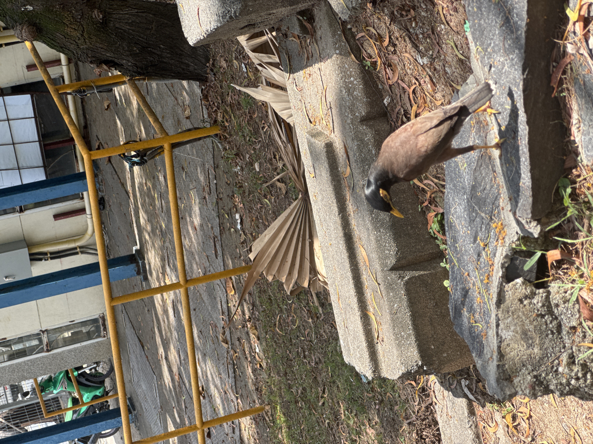 A medium shot captures a common myna bird, identified by its brown plumage, black head with a yellow eye patch, and yellow legs and beak, standing on a dark gray rock. The bird is facing left, looking down. In the background, a yellow railing separates the foreground from a concrete structure. Beyond the railing, a bright green motorcycle is parked near a building with blue structural supports. The ground is covered with dry leaves and sparse grass. The image appears to be taken outdoors in an urban setting, potentially Karon, Thailand, judging by the style of the motorcycle and building.
