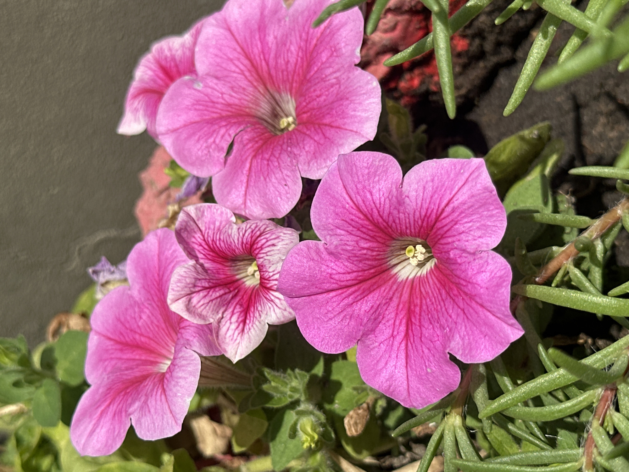 In Lobacheve, Ukraine, a close-up, high-angle shot captures a cluster of vibrant pink petunias. The flowers, with their trumpet-shaped blooms and intricate veining, are the primary subjects. The petals exhibit a gradient of color, from a deep fuchsia at the edges to a lighter pink at the center, where a yellow stamen is visible. Surrounding the petunias are lush green leaves and stems, some of which are thin and succulent-like. The background is a textured, dark gray surface, possibly a wall or a pot, with hints of red and brown foliage peeking through. The lighting suggests it is daytime, with harsh shadows indicating direct sunlight. No people or animals are present in the image.