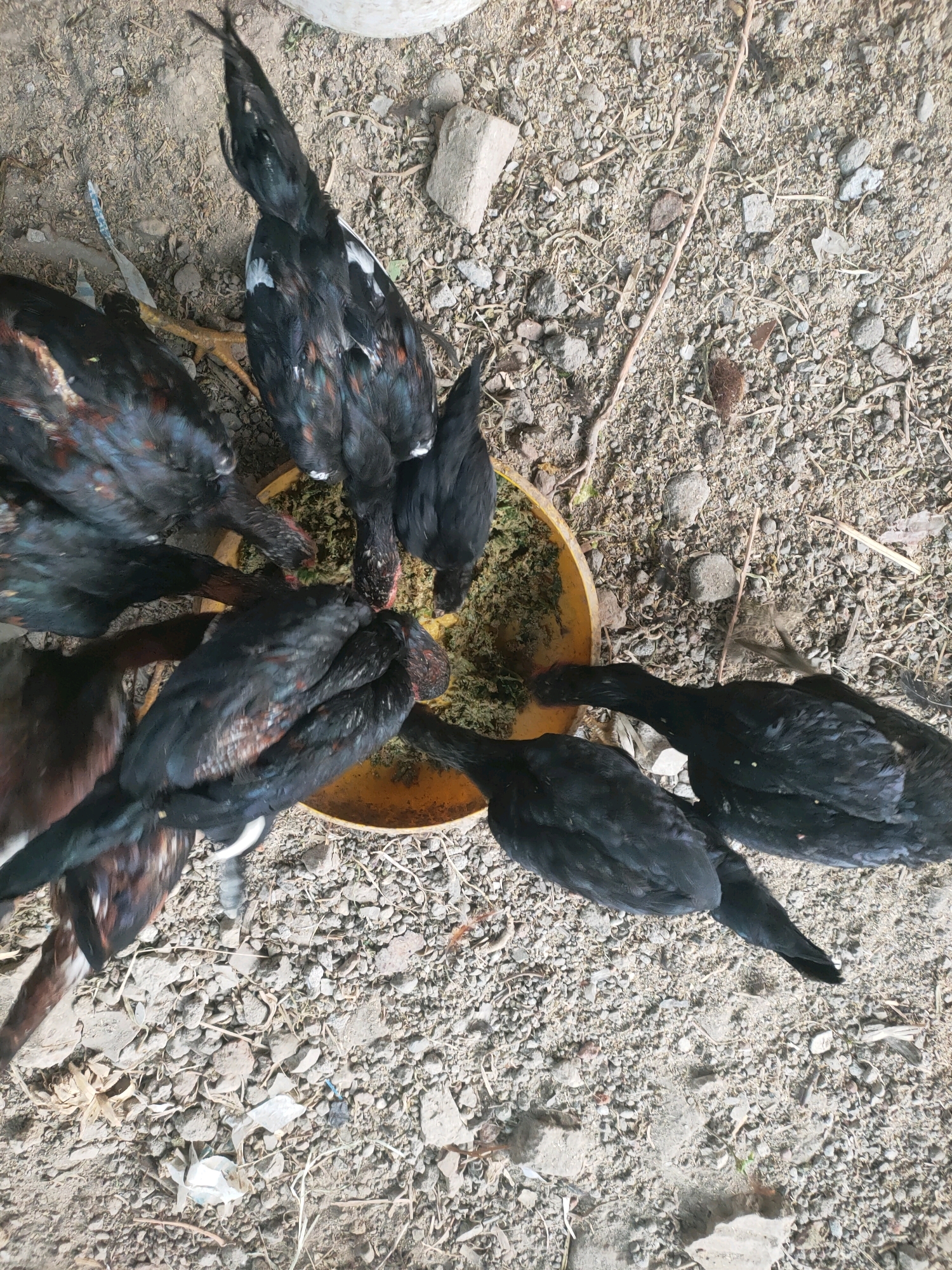 In Plemahan, Indonesia, a group of young black chickens are gathered around an orange feeding bowl on the ground. The ground is covered with small stones and dirt. The chickens are actively pecking at the feed within the bowl. Their feathers are primarily black, with some showing subtle reddish or iridescent highlights. The feeding bowl appears to be filled with a light-colored, grainy mixture. The overall scene depicts a common agricultural or domestic setting for poultry.