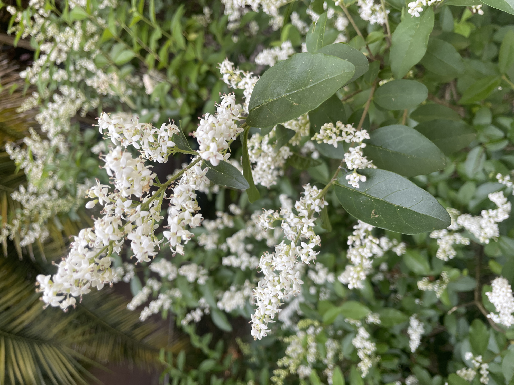 The image provides a close-up, eye-level perspective of a flowering shrub located in the city of Sochi, Russia. The central subject is a dense cluster of small, white, five-petaled flowers arranged in elongated panicles or racemes. Each individual flower exhibits visible pale yellow to light brown anthers on short filaments. The flowers are numerous and appear to be in full bloom, covering multiple branches of the plant.
The foliage consists of numerous oval to elliptical, dark green leaves that are healthy and appear to be smooth-textured. Some leaves show minor surface dust or very small specks of debris. The leaves are arranged alternately or sub-oppositely along the stems, which are largely obscured by the dense flowering and leaf growth.
The background is intentionally soft-focused, creating a bokeh effect that blurs out further green foliage and more white flower clusters from the same or similar plants. In the upper left quadrant of the image, the distinct, blurred fronds of a palm tree are visible, indicating a subtropical outdoor environment. The overall lighting is natural and diffuse, suggesting an outdoor setting under either an overcast sky or dappled shade, as there are no harsh shadows. No people, animals, or specific man-made objects are discernible within the frame. The scene captures a vibrant botanical detail within what appears to be a garden or landscaped area.