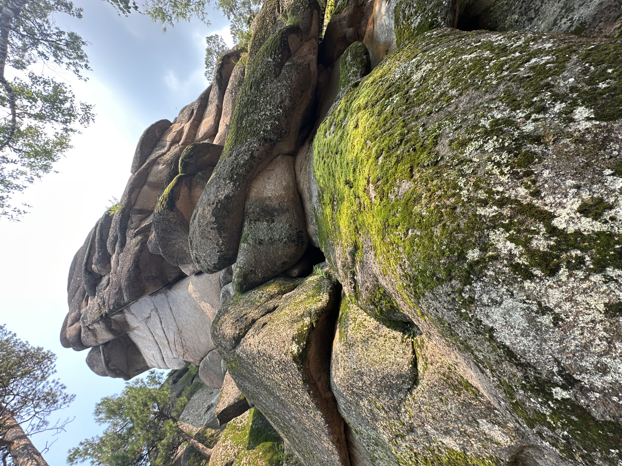 A low-angle, outdoor photograph captures a cluster of large, moss-covered granite boulders under a partly cloudy sky. The rocks are irregular in shape, with some stacked on top of others, creating a sense of immense geological formation. Vibrant green moss blankets many of the surfaces, contrasting with the grey and tan tones of the stone. Pine trees are visible in the upper left and upper right corners, with their branches reaching towards the sky. The lighting suggests it is daytime, possibly late afternoon, with sunlight illuminating parts of the rocks. The scene appears to be a natural landscape, possibly a park or hiking area, though no specific urban features or people are visible.