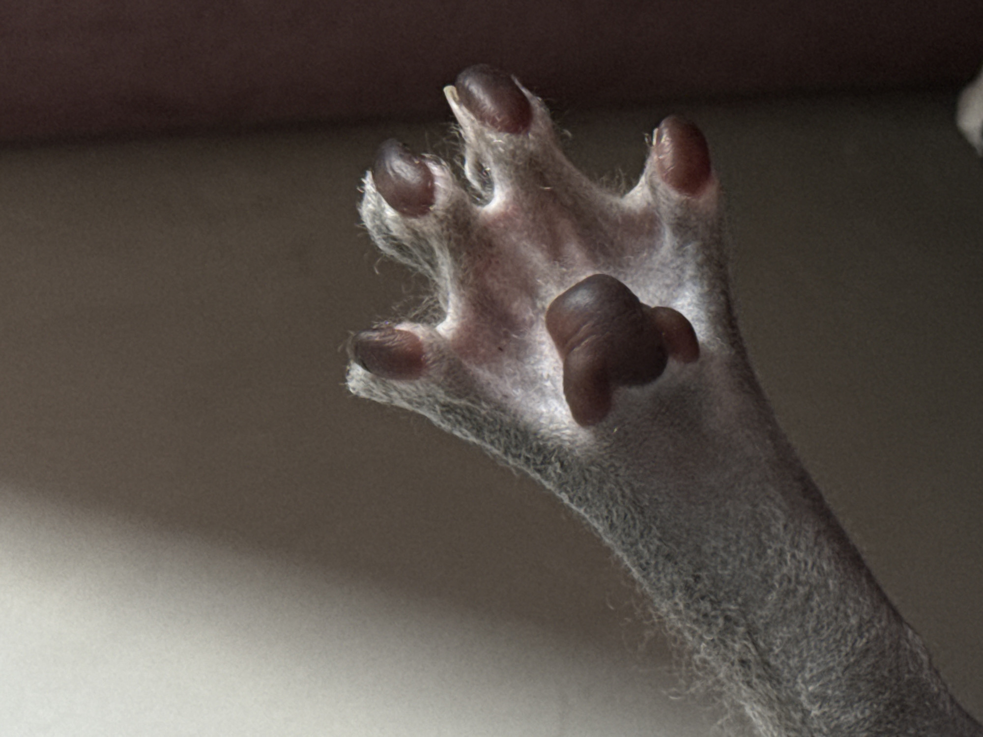 The image displays the underside of an animal's paw and part of its lower leg, viewed through a transparent surface. The paw is covered in short, dense, light grey fur, with the skin of the pads visible underneath. Five digits are discernible, each ending in a dark, brownish claw that shows some translucence where light passes through. The individual toe pads and the larger main paw pad are clearly defined and appear soft and slightly wrinkled. A distinct, rounded carpal pad or dewclaw is also visible further up the limb. The background behind the paw is a smooth, muted brown-grey, transitioning from darker tones at the top to lighter at the bottom, suggesting an indoor setting with soft, indirect lighting. The unique perspective offers a detailed view of the paw's anatomy. No activity other than the paw resting against the surface is depicted. There is no visible text, and no specific location cues or time of day can be determined from the image content.