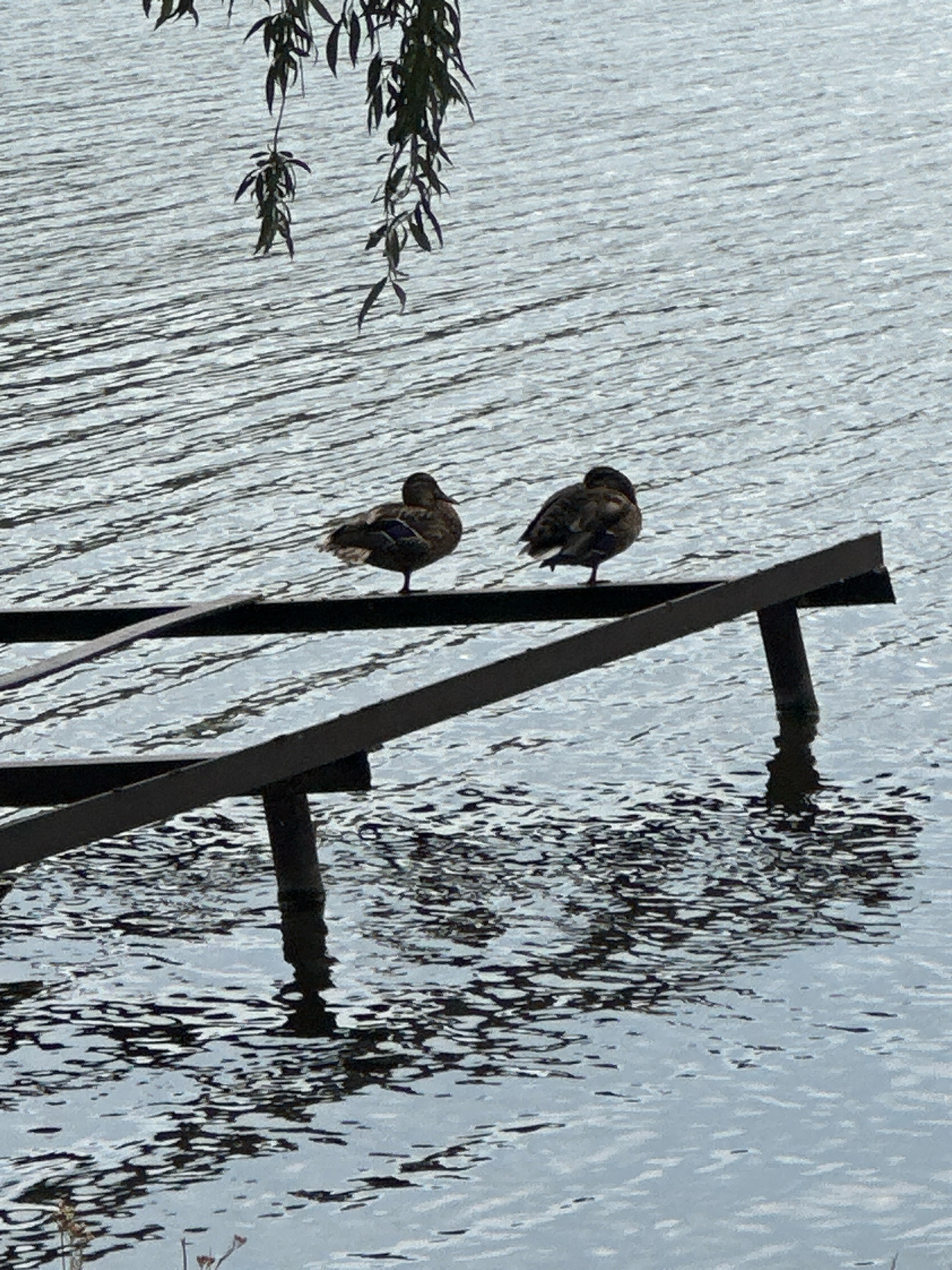 Two ducks are perched on a dark metal structure that extends over rippling water. The ducks are facing away from each other, with their heads tucked into their backs. The water is a mottled gray and silver, reflecting the overcast sky. Green foliage hangs from the top left of the image, casting a shadow on the water. The scene appears to be a peaceful moment in a natural setting, possibly a park or a waterfront area within the city of Makiv, Ukraine, though no specific landmarks are visible to confirm the exact location.