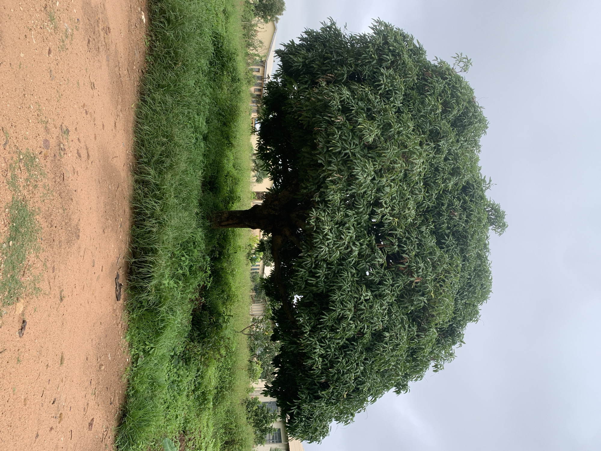 In Kuru Karama, Nigeria, a large, mature mango tree with a full, lush canopy of green leaves dominates the center of the frame. The tree is situated in an area of dense, tall green grass. In the background, a light-colored building with multiple windows and a sloped roof is visible, partially obscured by the foliage of the tree and surrounding vegetation. The ground in the foreground is a reddish-brown dirt path, with scattered small stones and patches of dry grass. The sky is overcast and pale gray, indicating a cloudy day. No people are present in the scene, and the overall environment appears to be a natural or semi-natural outdoor setting, possibly on the outskirts of a developed area or within a campus.