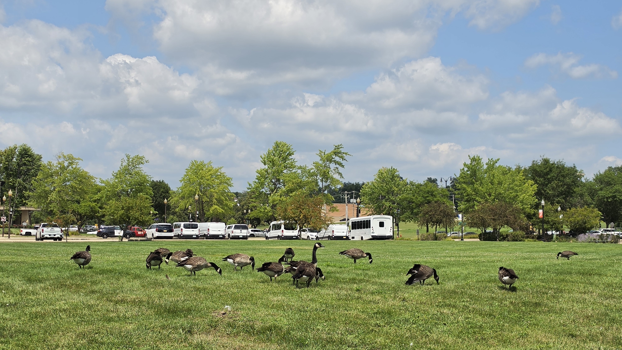 In Elgin, United States of America, a flock of Canada geese grazes on a manicured green lawn under a partly cloudy sky. In the background, a row of parked vehicles, including vans and a bus, is visible behind a line of trees. The scene appears to be a public space, possibly a park or a recreational area, with a well-maintained landscape. The geese are the primary focus in the foreground, with their bodies in various states of feeding and resting.