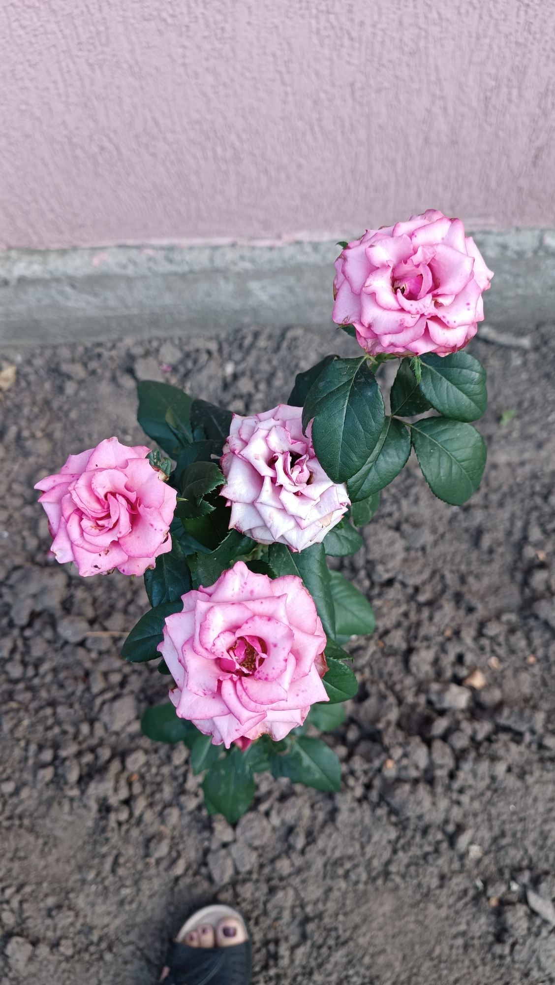 An overhead shot captures a rose bush with four pink roses, some partially bloomed and others in full bloom, set against a backdrop of dark soil. A pink textured wall and a grey concrete border form the background. In the lower right corner, a person's feet in sandals are visible, wearing dark nail polish. The scene appears to be in Leușeni, Moldova.