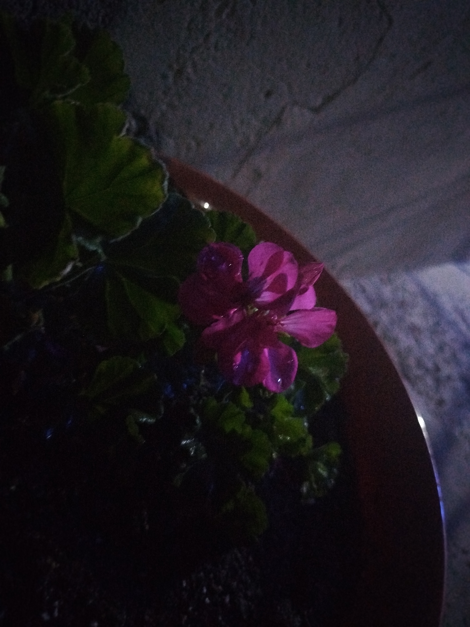 The image depicts a close-up view of a pink flower with water droplets on its petals, set within a terracotta pot. The flower is surrounded by dark green leaves. The background consists of a textured, grey wall and a suggestion of a darker, possibly paved surface. The lighting is dim, creating a shadowy atmosphere. The scene appears to be outdoors, possibly in a garden or on a patio, with no indication of specific landmarks within the city of Nimoreni, Moldova. There are no people or animals visible in the image.