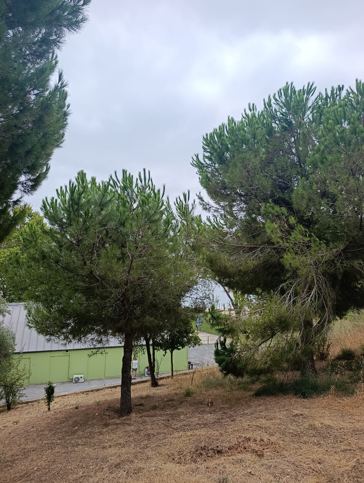 The image depicts an outdoor scene with pine trees in the foreground and a light green building in the midground. The ground is covered with dry, straw-like grass. A person wearing a white shirt and shorts stands near the building, facing away from the camera. Two air conditioning units are visible outside the building. The sky is overcast. The scene appears to be a park or recreational area. While there are many pine trees, there is no specific visual element that can pinpoint the location to Setúbal, Portugal.