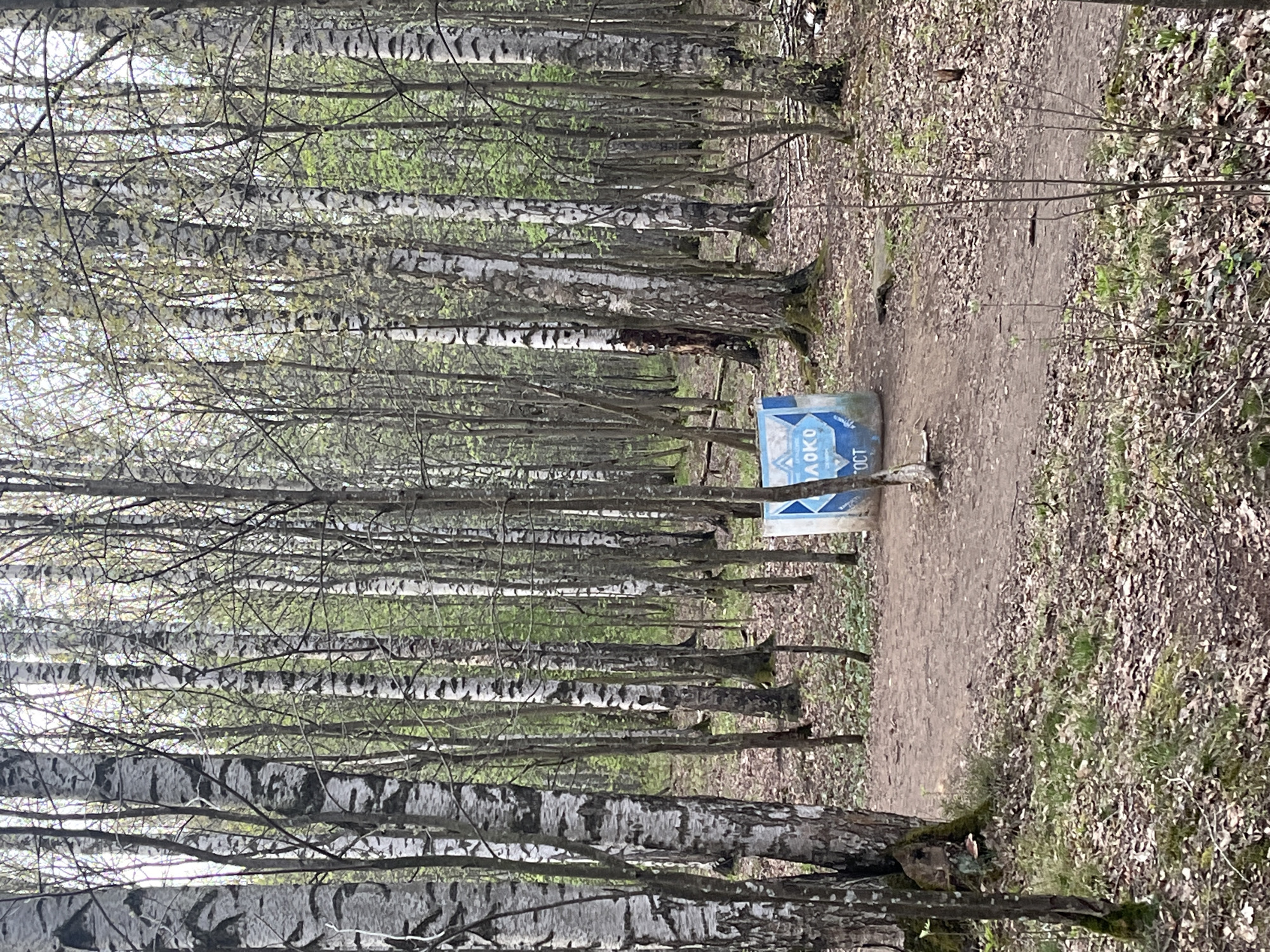 The image depicts a forest path in Saint Petersburg, Russia. Birch trees line the dirt path. A sign written in Cyrillic text is near the path.