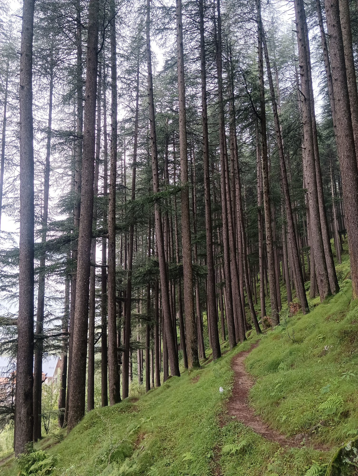 The image shows a dense forest of tall pine trees with a narrow dirt path winding up a grassy slope. The trees are closely spaced and their trunks are dark brown and textured. The ground is covered in lush green grass and ferns. In the background, to the left, a building with a sloping roof is partially visible, suggesting a settlement or a structure within the forest. The sky is overcast, casting a soft, diffused light on the scene. This image appears to be taken in the hilly terrain surrounding Manali, India, a popular tourist destination known for its pine forests.