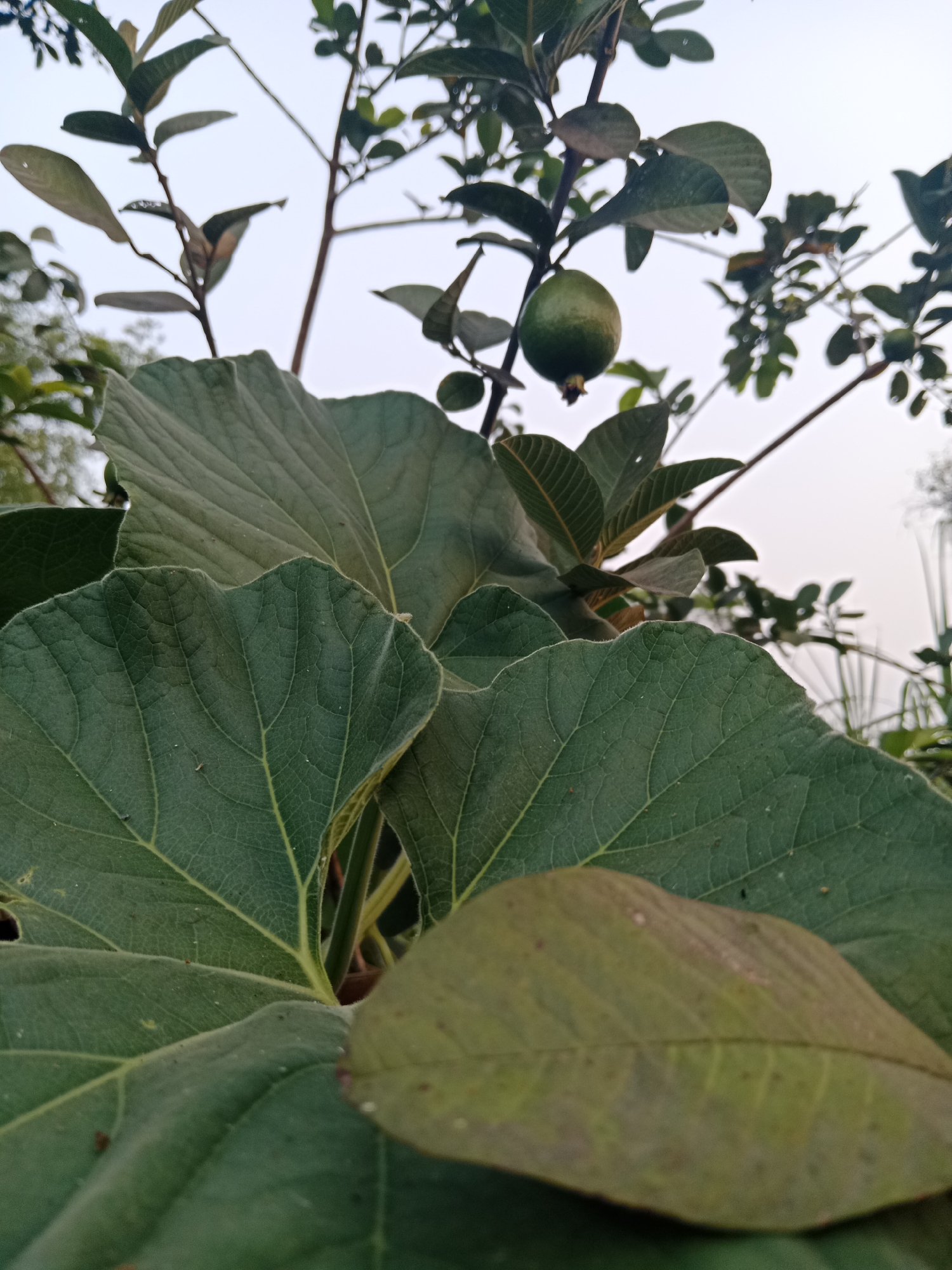 This is a close-up, low-angle shot of a guava tree branch with a single green guava fruit hanging from it. In the foreground, several large, dark green leaves dominate the frame, with one smaller, slightly brown leaf visible in the lower right corner. The background is a soft, hazy sky, with thinner branches and leaves of the tree visible. The image appears to be taken outdoors in Ringinrejo, Indonesia, likely in a garden or orchard, given the presence of fruit-bearing trees. The lighting suggests it might be early morning or late afternoon, with diffused light. No people or animals are visible in the image.