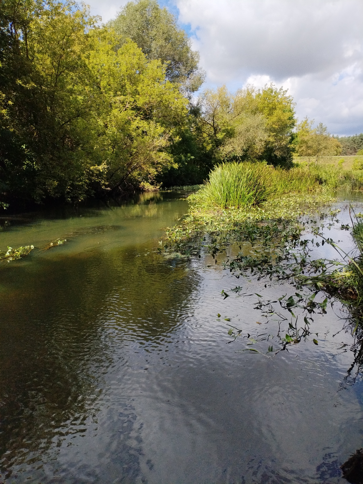 The image depicts a tranquil natural scene by a body of water, likely a river or a pond, with lush vegetation and a cloudy sky. The foreground is dominated by dark, rippling water, reflecting the sky and surrounding greenery. Patches of aquatic plants, with their leaves and stems visible both above and below the surface, are scattered across the water. In the middle ground, a dense cluster of tall green reeds stands prominently, surrounded by more floating aquatic vegetation. The background features a vibrant canopy of trees with leaves in various shades of green and yellow, suggesting either late summer or early autumn. A strip of open grassland or field is visible beyond the trees, and a line of darker trees forms the distant horizon. The sky above is a mix of white and gray clouds against patches of blue. The scene is devoid of any human presence or structures, presenting an undisturbed natural environment. Given the prompt's request to include the location in Bialynichy, Belarus, it can be inferred that this is a natural landscape within or near that city.