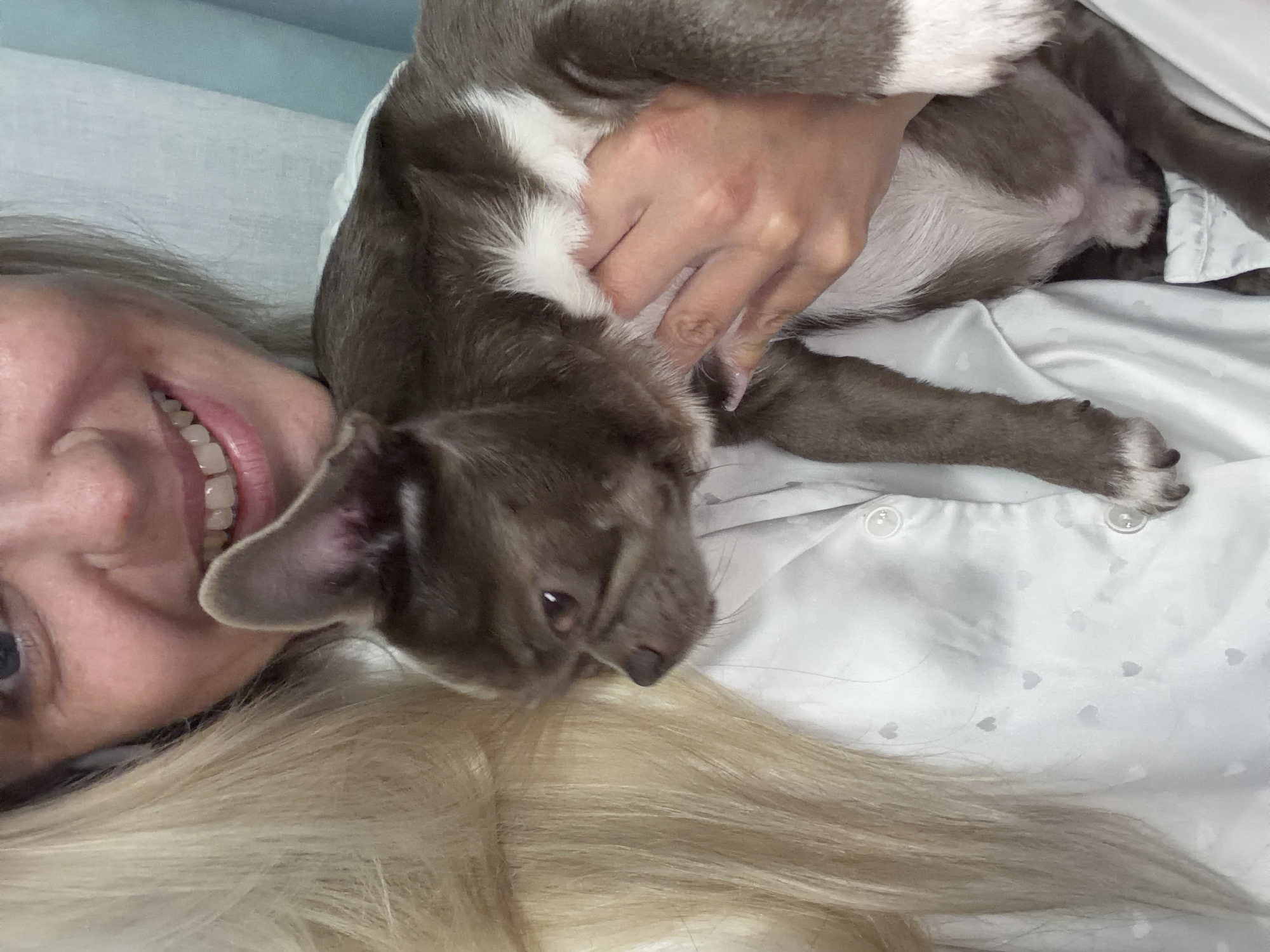 An indoor portrait depicts a woman holding a small dog. The woman, with long blonde hair framing the left side of the image, presents a smiling face, revealing her right eye and teeth. She wears a light-colored, possibly white or pale blue, button-down top patterned with small hearts. Her right hand supports the dog's midsection. The dog, a small breed resembling a Chihuahua, has short, grayish-brown fur with prominent white markings on its chest, paws, and lower abdomen. Its head is turned to the left, with its right eye visible and appearing to look downward. An upright ear is visible behind the woman's hair. The background consists of indistinct light-colored fabric or surfaces. The specific location within the city of Votkinsk, Russia, cannot be determined from the visual information provided.