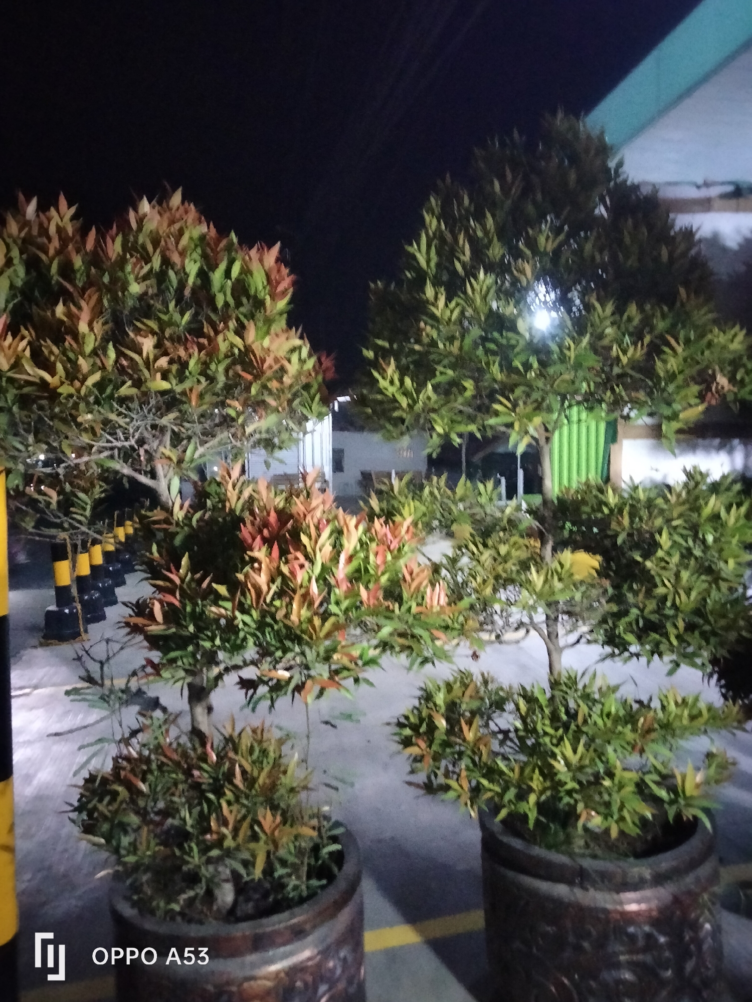 A nighttime, medium shot captures two potted ornamental trees with reddish-green leaves and dark brown trunks. The tree on the left is taller and fuller, with its branches reaching towards the dark sky. The tree on the right is shorter and more compact. Both trees are planted in ornate, dark brown pots. In the background, a row of black and yellow striped bollards line a concrete path. Beyond the bollards, a building with a light-colored facade and a green corrugated metal section is visible. The scene is illuminated by artificial light, casting shadows on the ground. The lower-left corner of the image displays the OPPO A53 logo. The location is identified as Karawang, Indonesia.