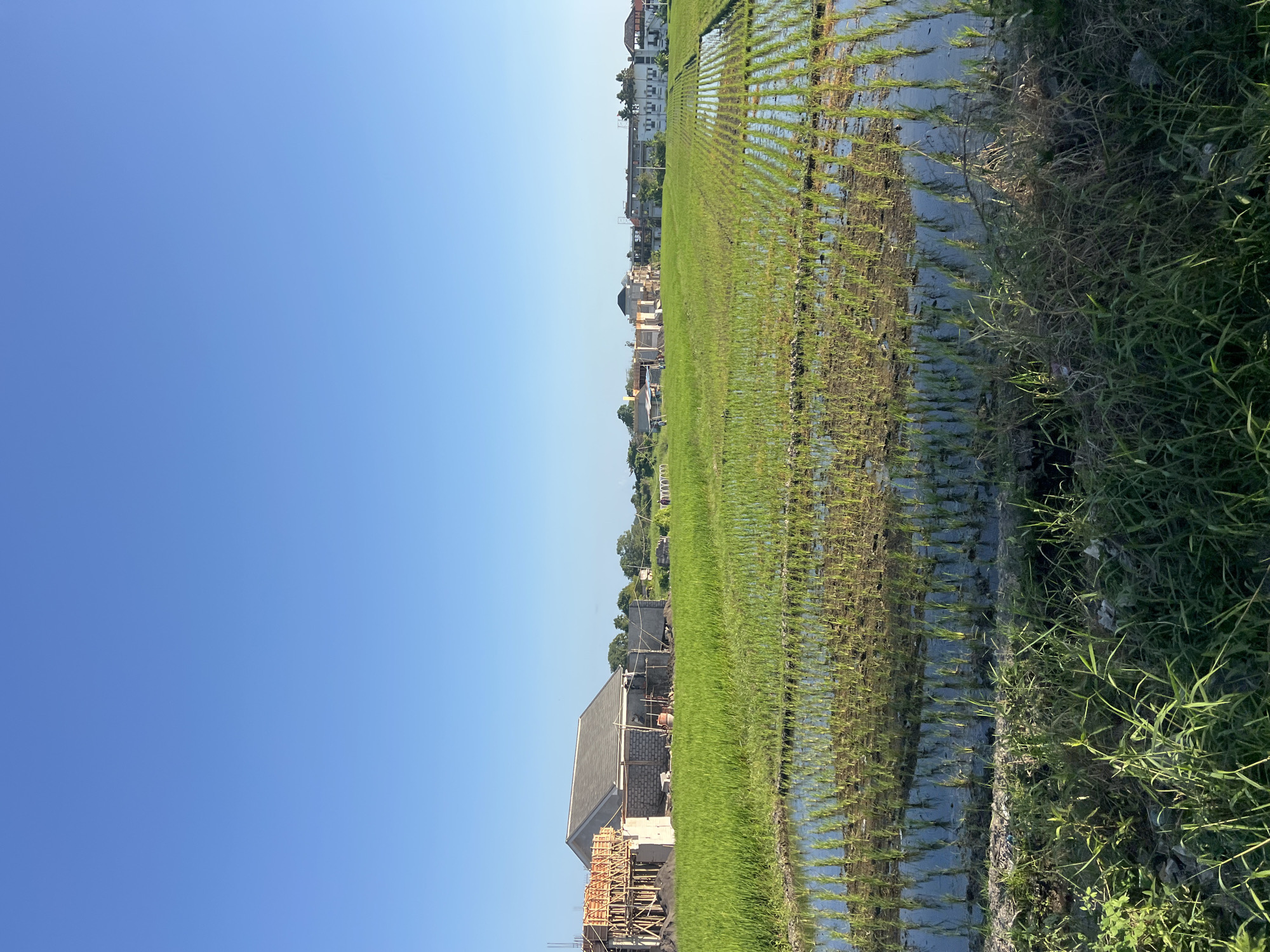A bright, clear sky stretches over a developing area in Kediri, Indonesia, where construction and agriculture coexist. In the foreground, flooded rice paddies are filled with young green rice shoots, their reflections shimmering on the water's surface. The water is divided into neat rows, indicating a planted area. To the left, a house is under construction, with scaffolding made of wood surrounding a brick structure. Building materials, including bricks and rebar, are visible. Further into the scene, a row of houses with tiled roofs are set against a backdrop of lush green trees. The sky is a solid, unbroken expanse of blue, suggesting it is a clear day. The overall impression is one of growth and development, with the natural landscape of rice fields blending with the emergence of new buildings. There are no people visible in the image.