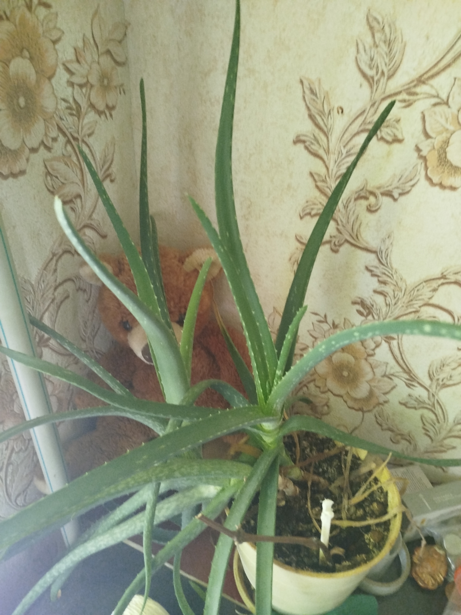 A potted aloe vera plant is positioned in the foreground, with its long, green leaves reaching upwards and outwards. Behind the plant, partially obscured, is a brown teddy bear. The background features floral wallpaper. To the left of the plant is a white cylindrical object, possibly a pipe or tube. To the right of the pot, other objects are visible, including what appears to be a stack of papers and some coins. The overall scene is indoors, suggesting a domestic environment.
