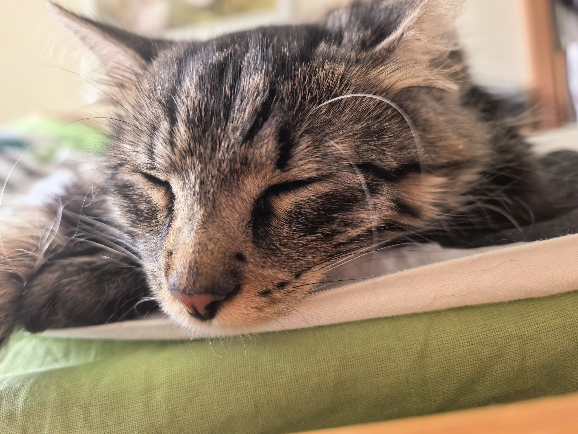A close-up, eye-level, indoor shot captures a tabby cat sleeping on a stack of fabric. The cat's head is resting on a white fabric layer, which is on top of a green fabric layer. The cat's eyes are closed, and its fur is a mix of grey, brown, and black stripes. Its whiskers are visible, and one white whisker is curved in a loop over its face. The background is out of focus, with soft colors and light. The scene appears to be in a domestic setting.