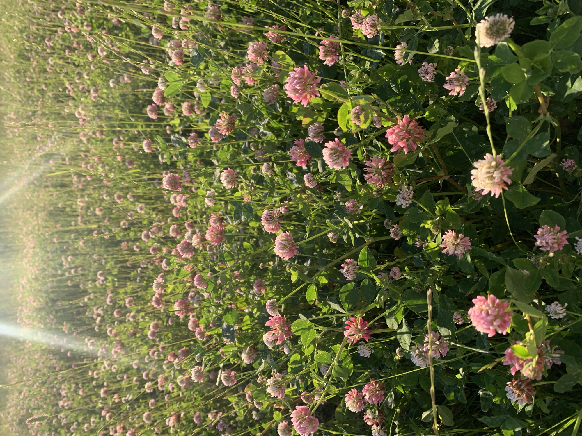 The image shows a close-up view of a field filled with pink clover flowers. The flowers are in various stages of bloom, with some appearing as round clusters of petals and others more open. Lush green clover leaves and tall, thin grass stalks are interspersed throughout the field. Sunlight streams in from the upper left, creating lens flare and highlighting the delicate details of the flowers and foliage. The scene is serene and natural, suggesting a meadow or park setting. This image was captured in a field located in Gatchina, Russia.