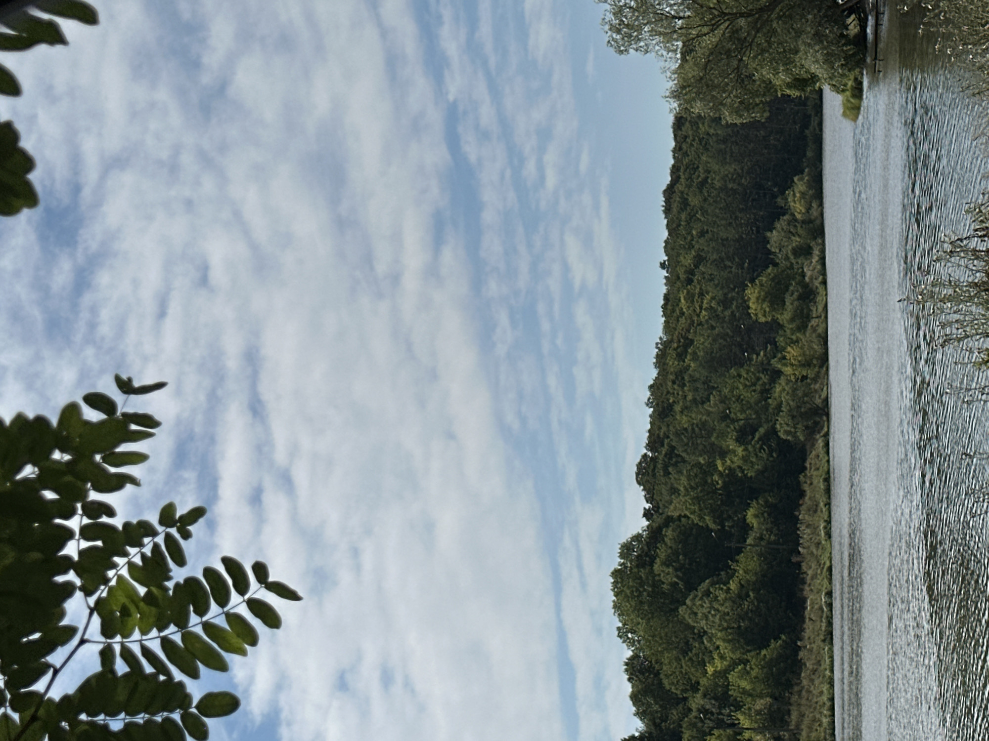 A serene, natural landscape is depicted in the city of Makiv, Ukraine. The foreground features the rippling surface of a body of water, reflecting the overcast sky. Beyond the water's edge, a dense, verdant forest stretches across the horizon, its trees forming a dark green canopy. The sky above is a pale blue, sparsely populated with wispy, white clouds. In the upper left corner of the frame, the dark green leaves of a tree branch hang into view, silhouetted against the sky. The overall impression is one of peaceful, undeveloped nature.