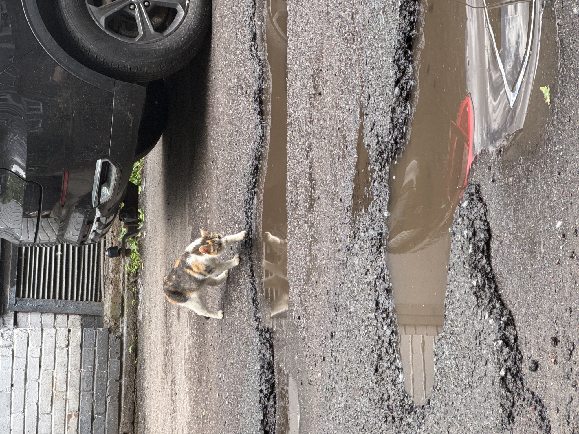 A calico cat walks on cracked asphalt near a large puddle reflecting a brick wall. A black car is parked to the right of the frame. The scene is likely a residential courtyard in Saint Petersburg, Russia, a common setting for such urban wildlife encounters.