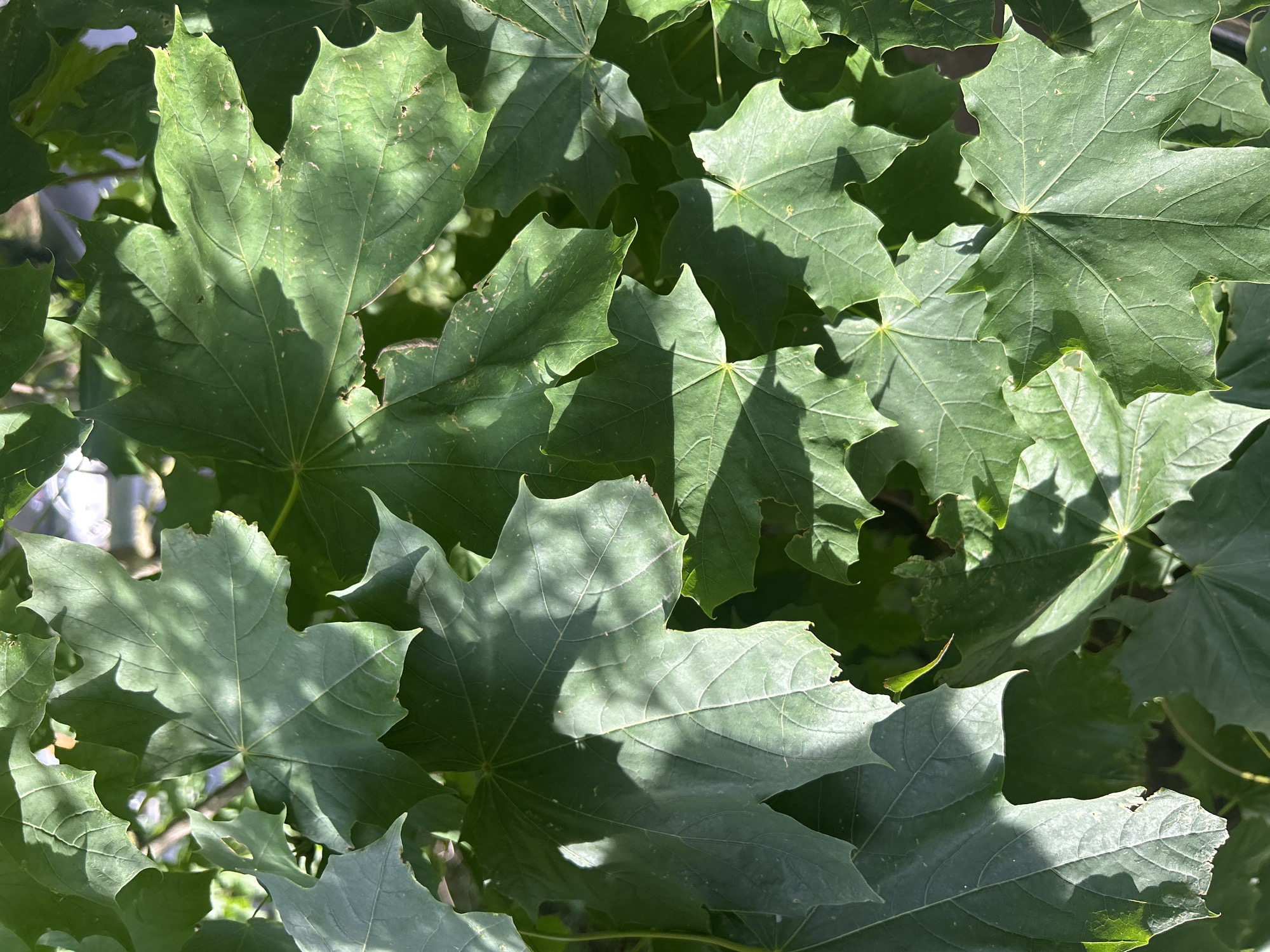 This image is a close-up, overhead shot of lush green maple leaves. The leaves are broad with characteristic palmate lobes and serrated edges. Sunlight filters through the foliage, casting dappled shadows and highlighting the veins of the leaves. Some leaves show minor imperfections, such as small brown spots or slightly torn edges. The background is blurred, suggesting the leaves are part of a larger tree or shrub. The scene is natural and appears to be outdoors in an area with ample sunlight. There are no people or visible signs of human activity within the frame of the image. The foliage is dense, creating a rich texture of green. The overall impression is one of natural abundance and the vibrant energy of plant life. The location is not specified in the image itself, therefore it cannot be determined to be in Vilnius, Lithuania.