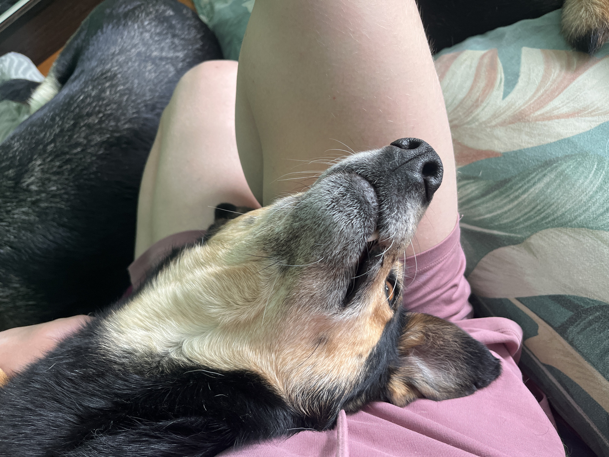 The image depicts a dog lying on a person's lap. The dog is primarily black and tan, with a graying muzzle. Its head is tilted upward, and its face is in focus. The person's legs are visible behind the dog, and they are wearing pink clothing. The background includes a pillow with a leaf pattern and another dog in the corner. The location in the city of Nizhny Tagil, Russia, cannot be determined from the image.